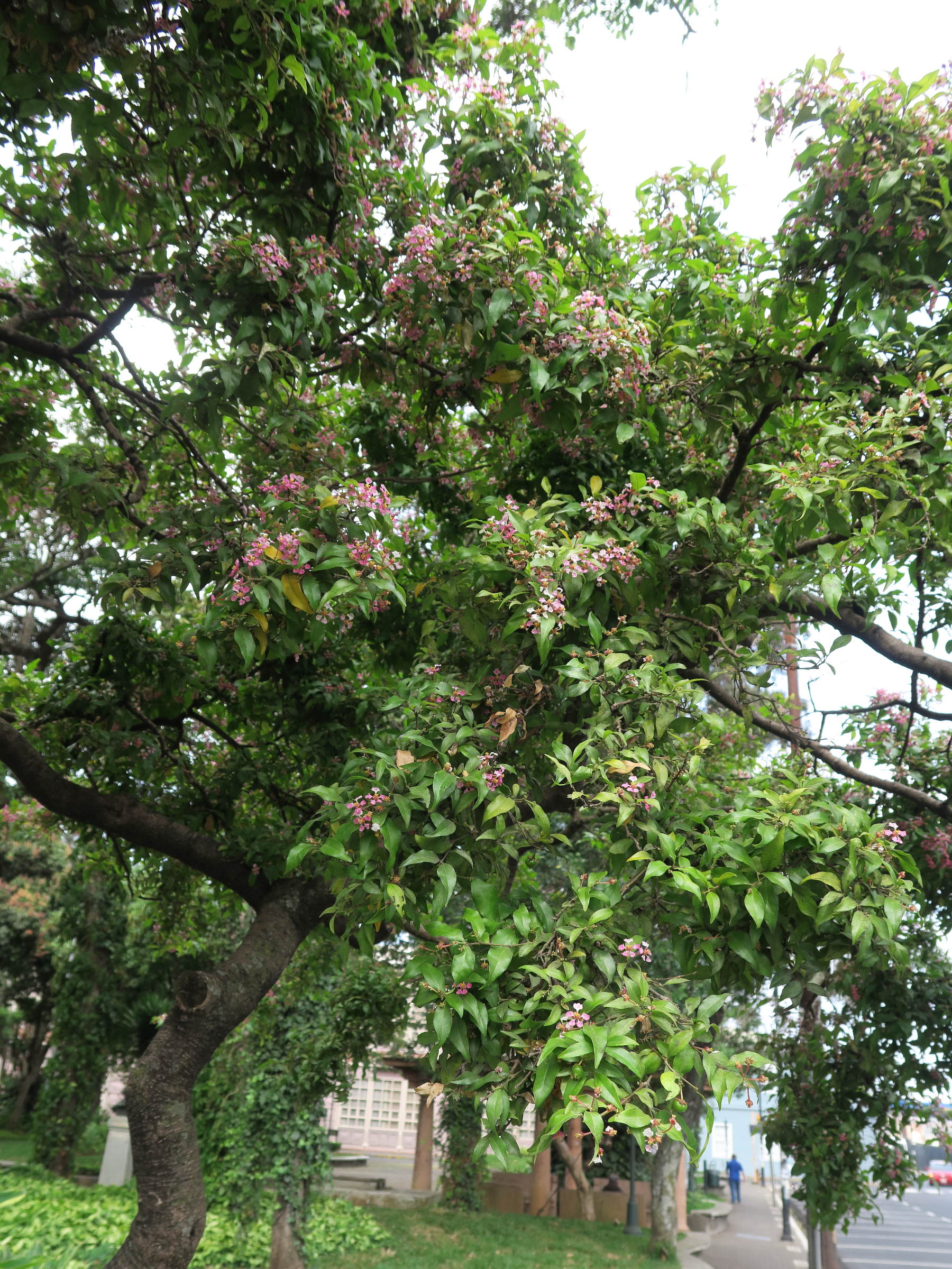 malpighia_emarginata6md