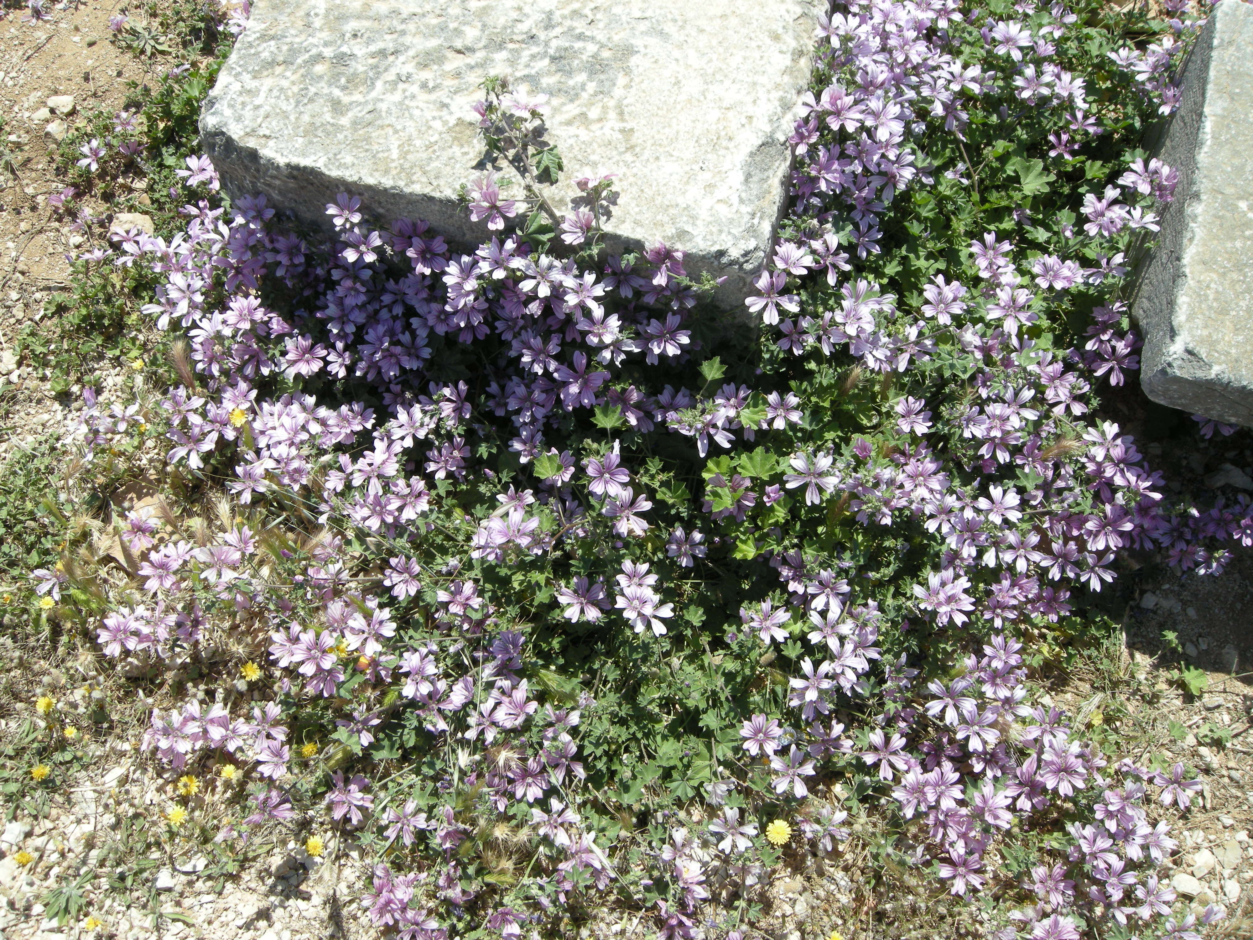 malva_sylvestris1bmd