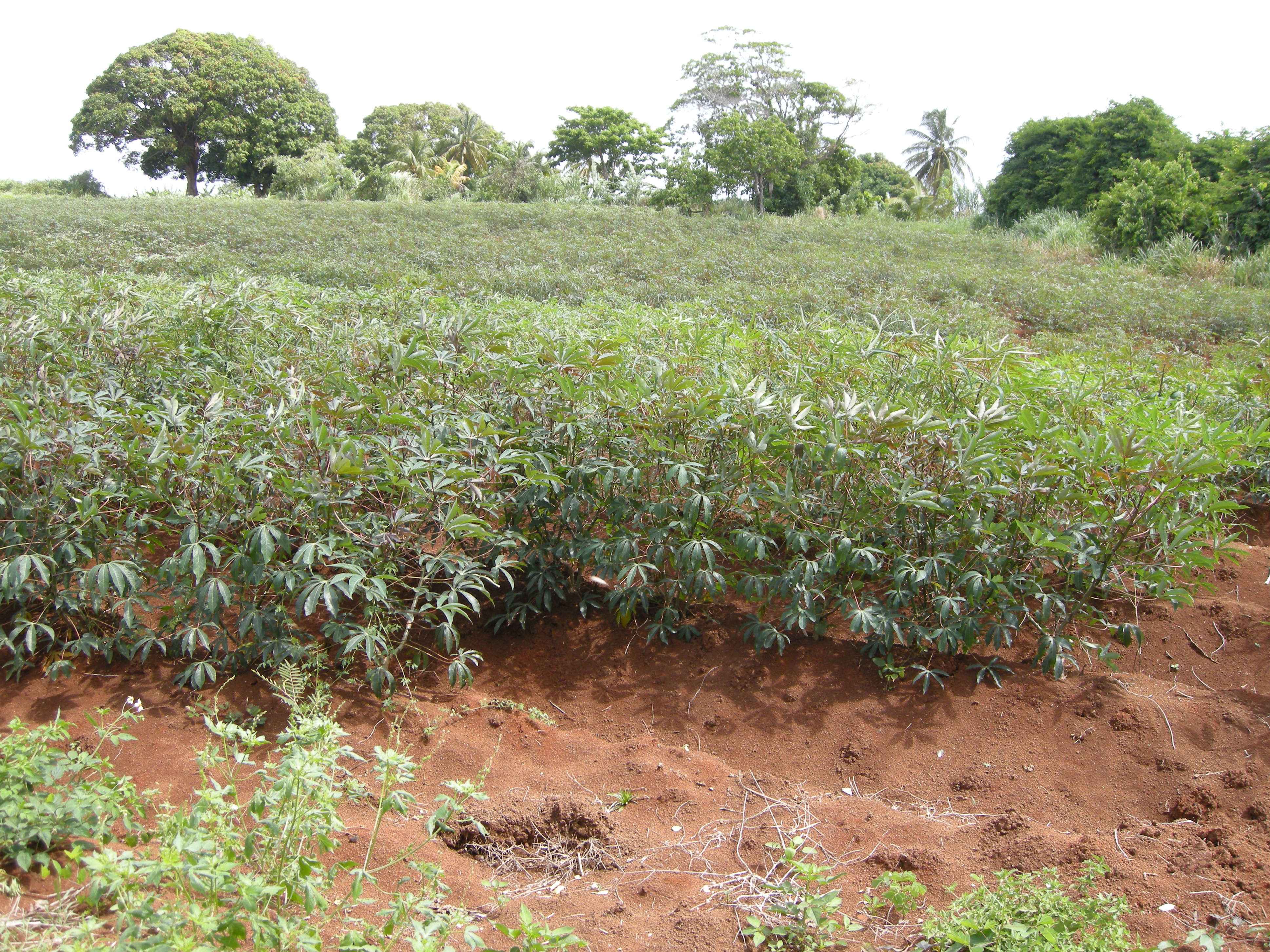 Afficher le média manihot_esculenta6md manihot_esculenta6md