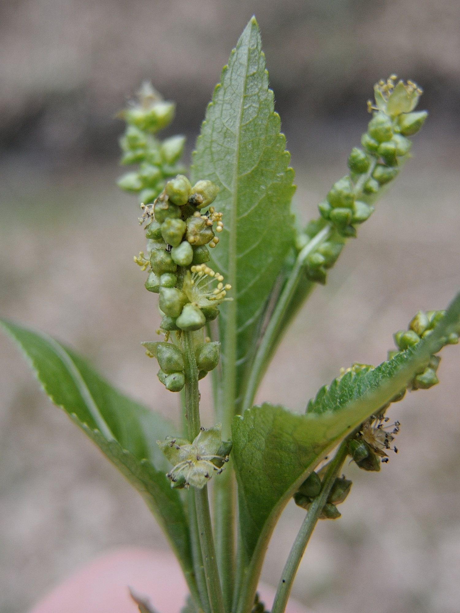 Afficher le média mercurialis_perennis7md mercurialis_perennis7md