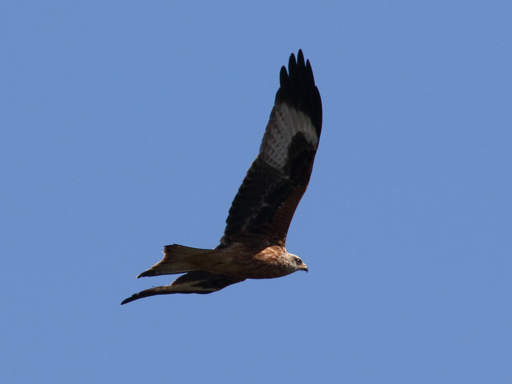 milan_noir_-_milvus_migrans2bd