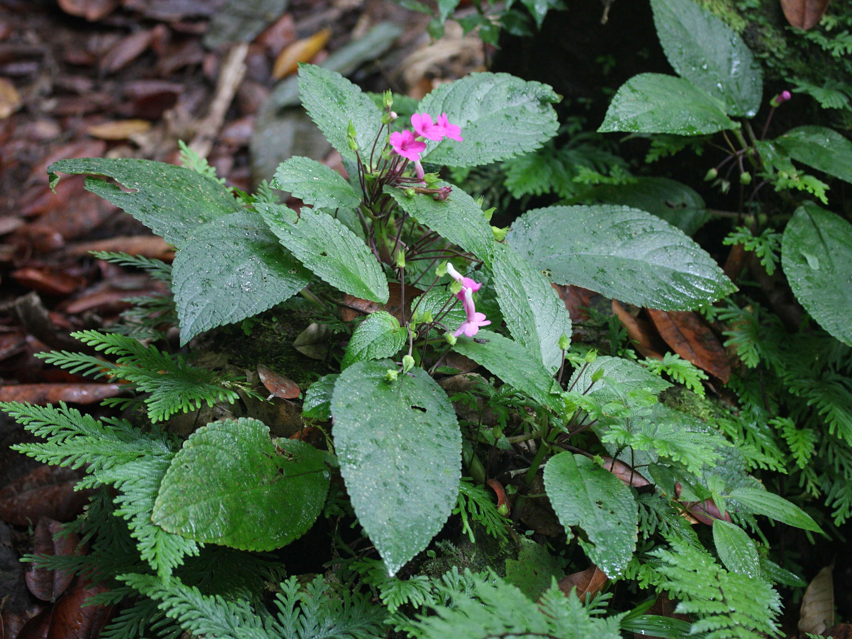 nautilocalyx_melittifolius5md