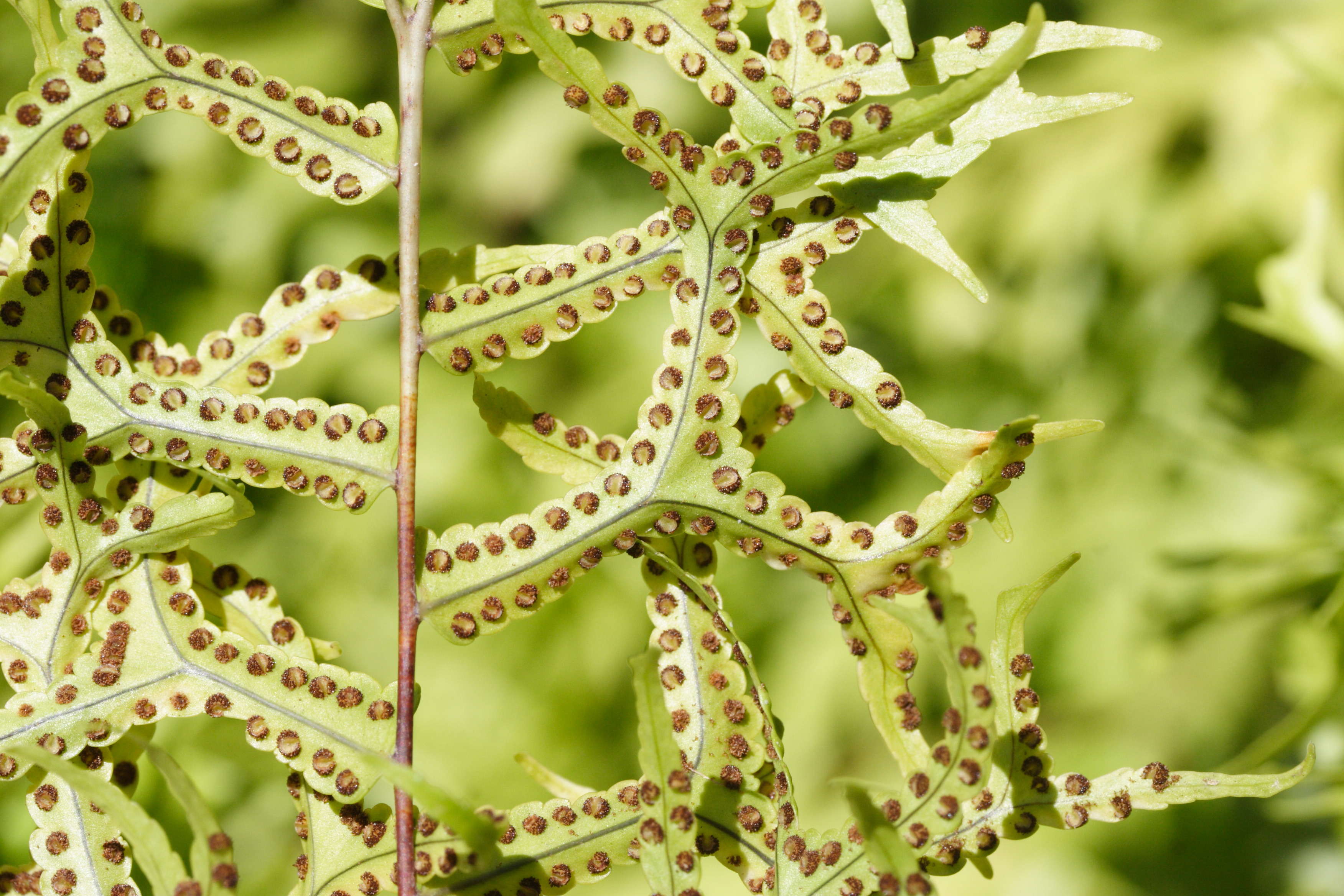 Afficher le média nephrolepis_falcata_furcans3md nephrolepis_falcata_furcans3md