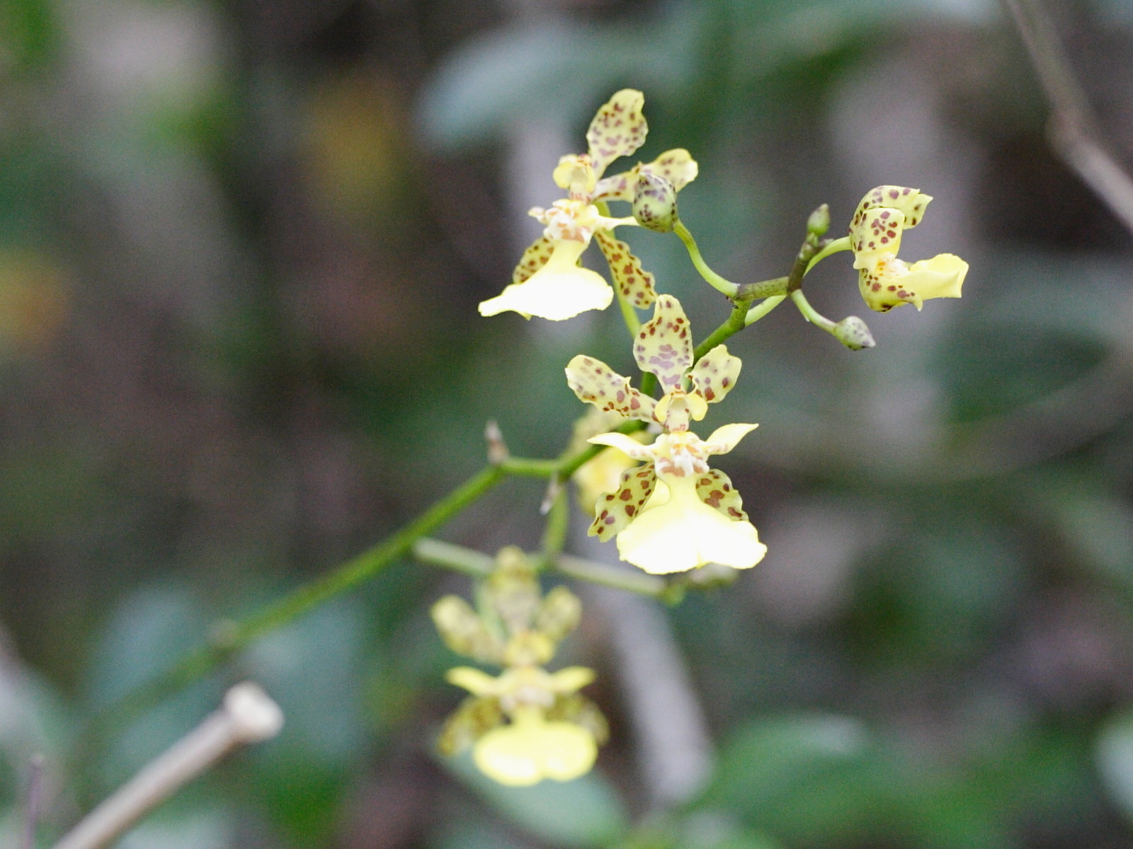 Afficher le média oncidium_altissimum1md oncidium_altissimum1md