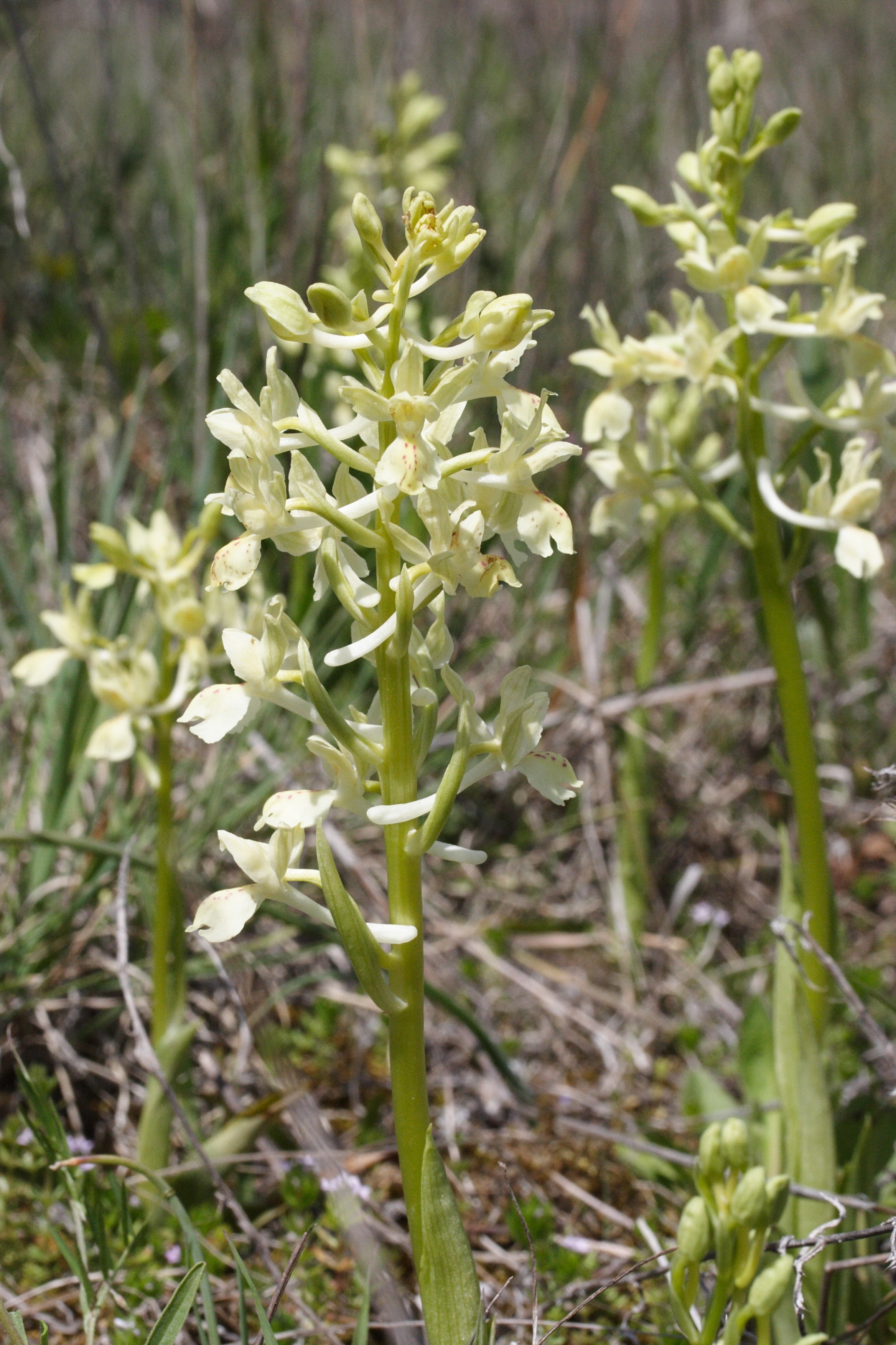 orchis_provincialis5md