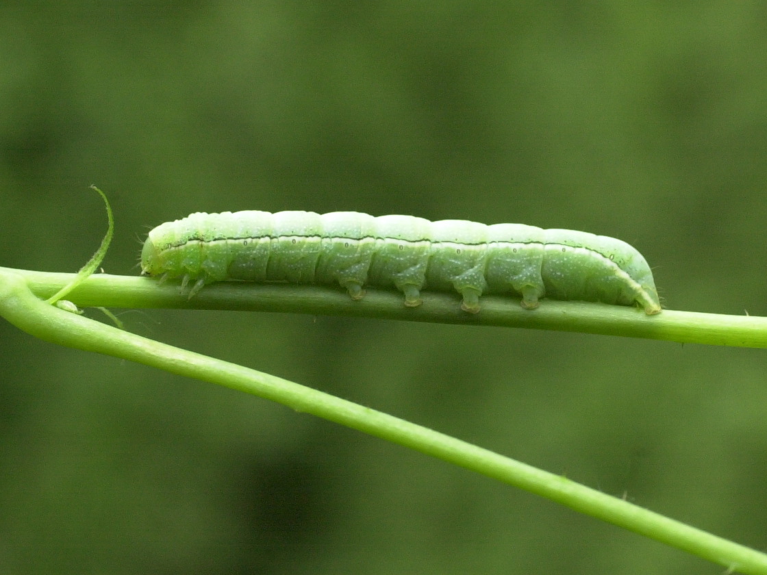 orthosia_incerta_ch1md