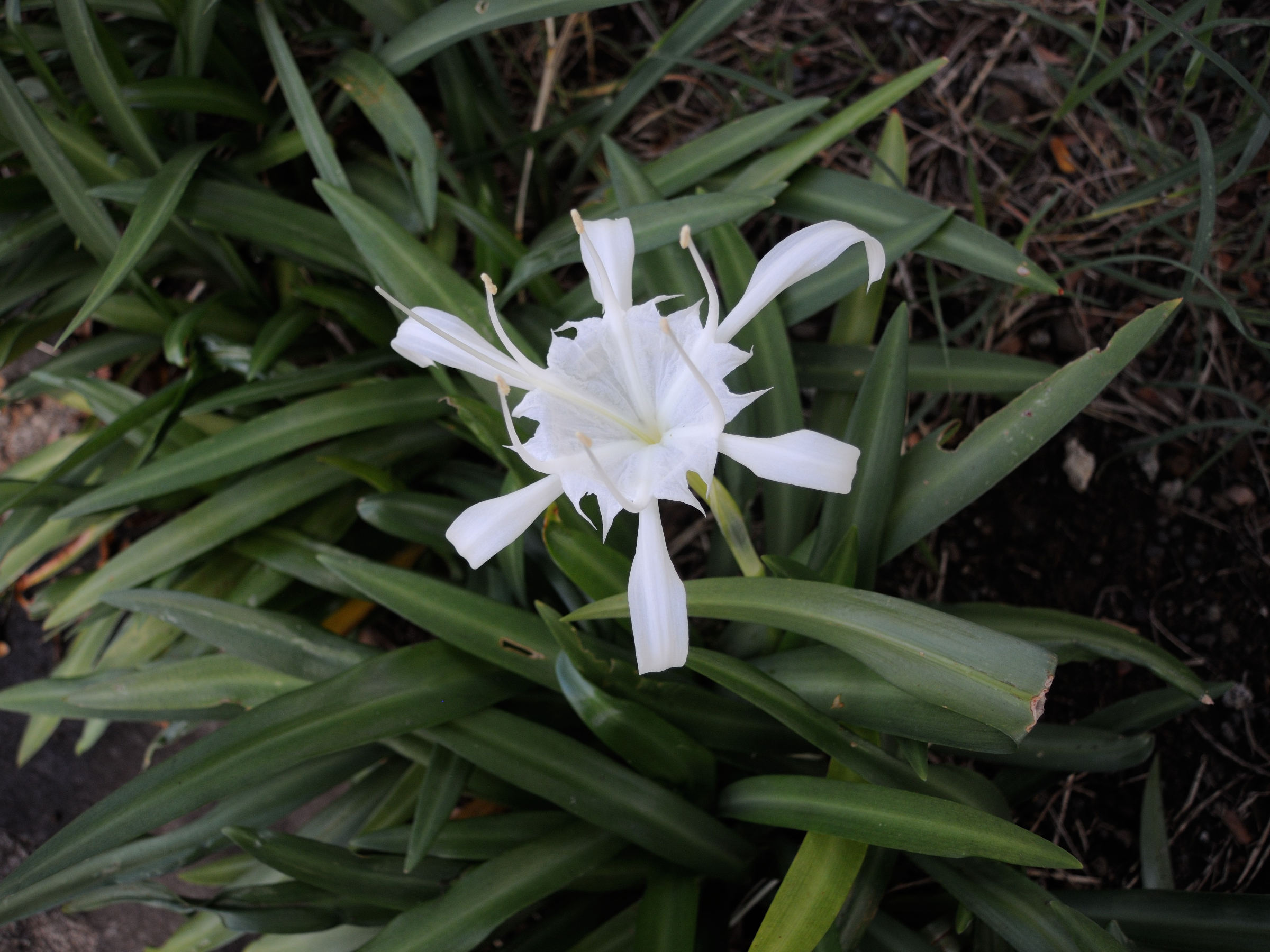 Afficher le média pancratium_zeylanicum1md pancratium_zeylanicum1md