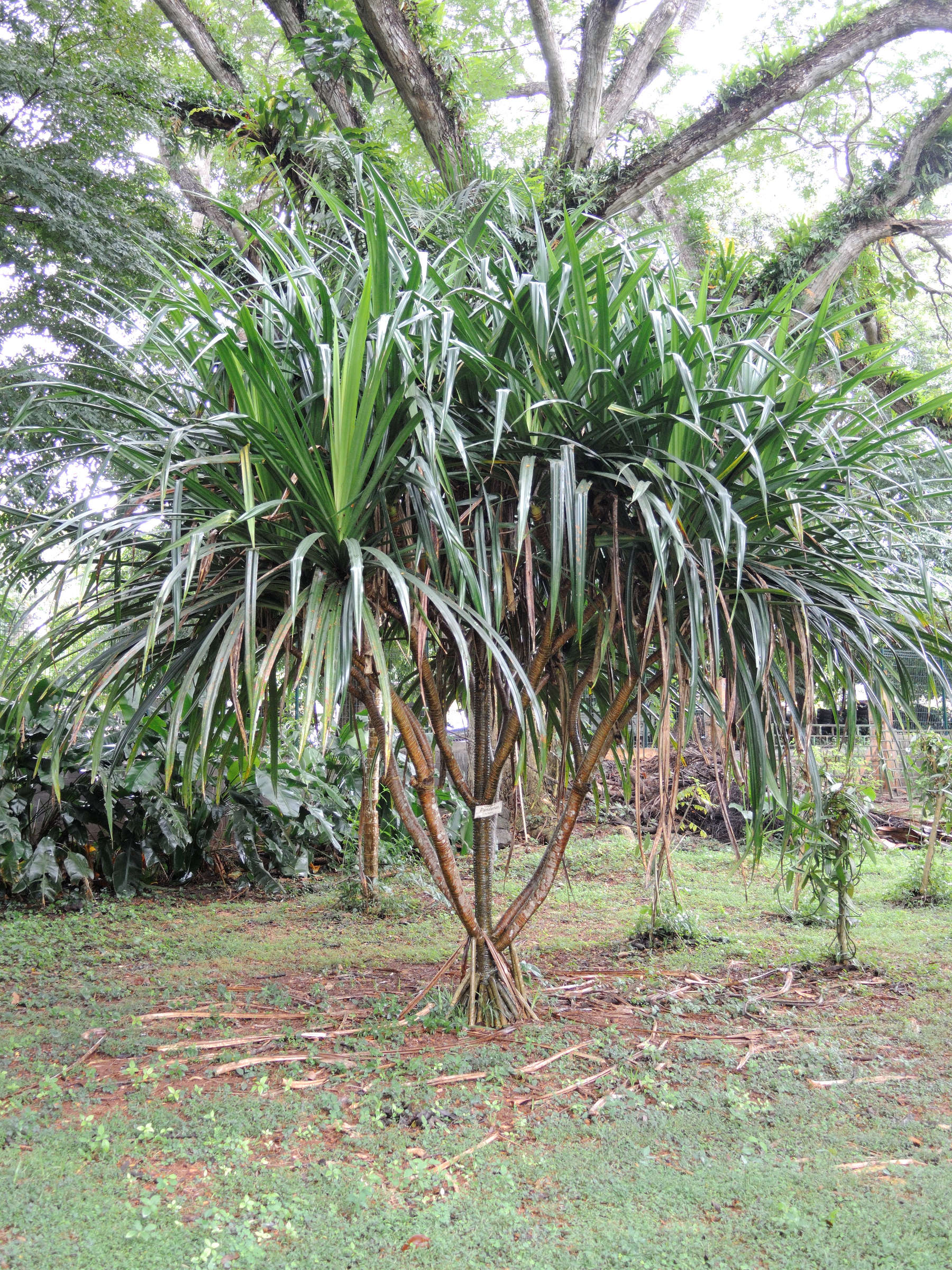 Afficher le média pandanus_mayottensis1md pandanus_mayottensis1md