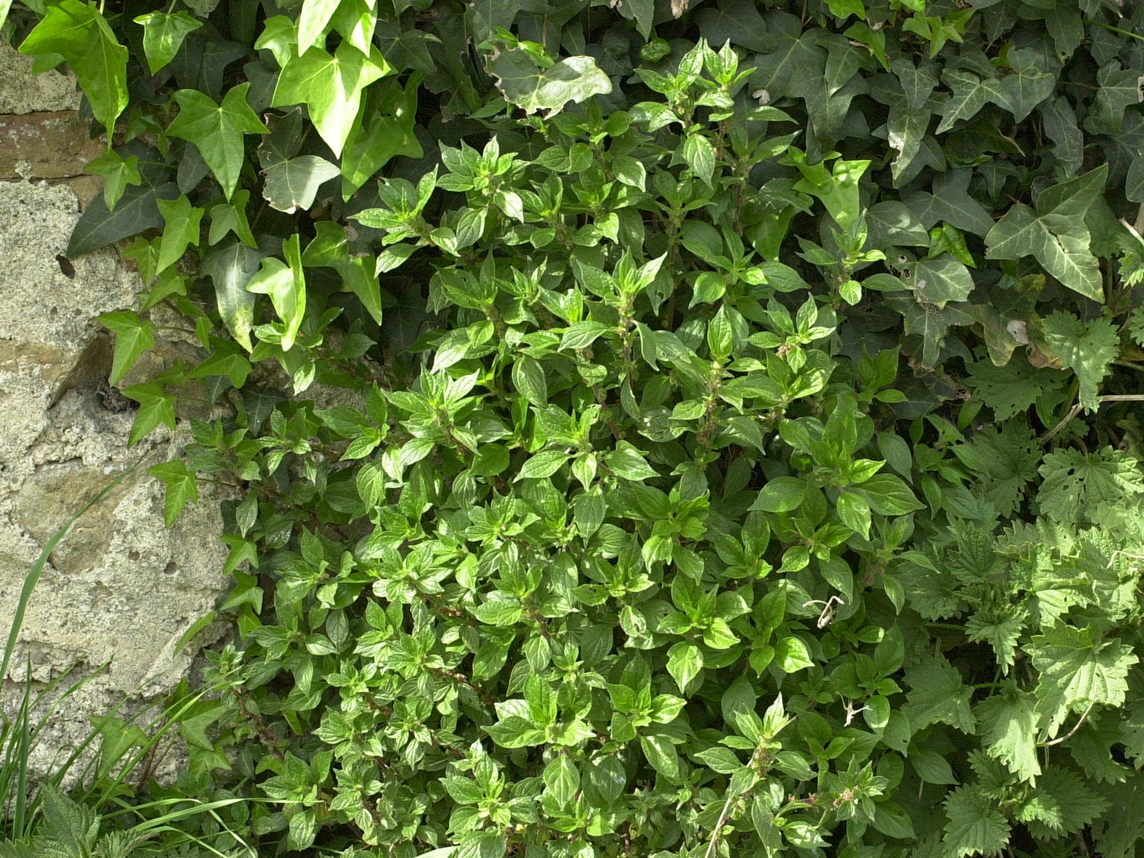 parietaria_judaica4md