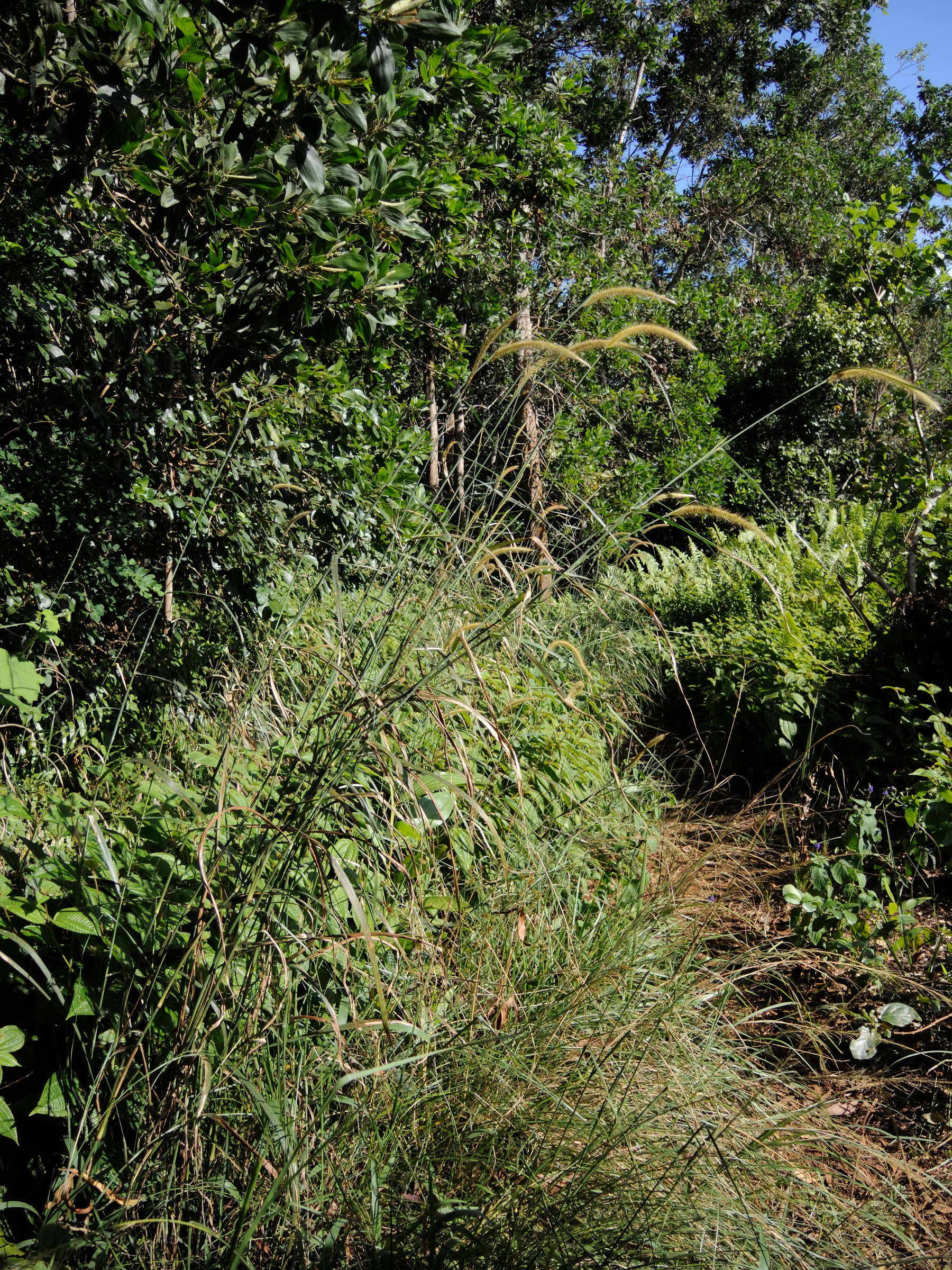 pennisetum_polystachion1md