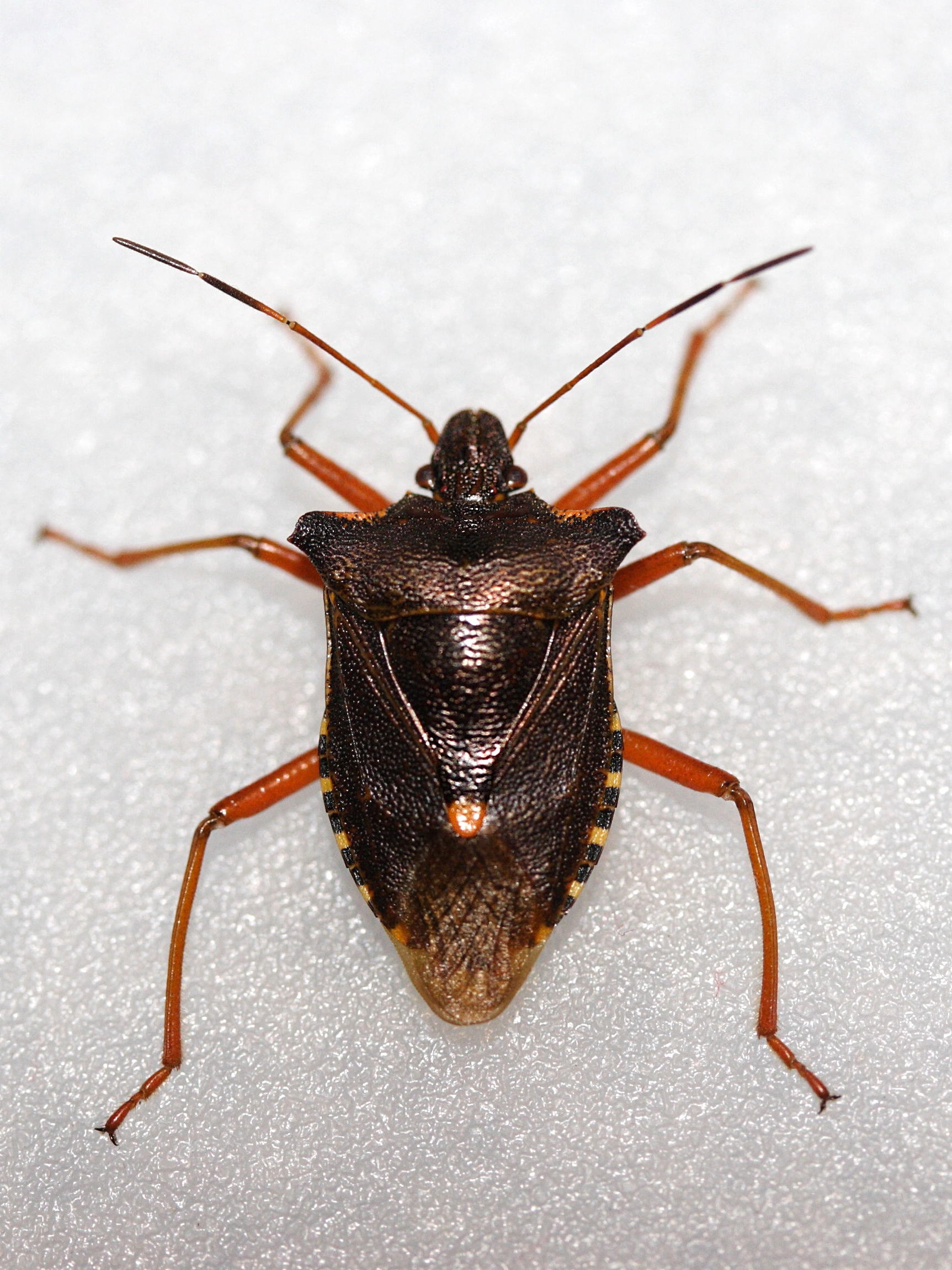 pentatoma_rufipes5md