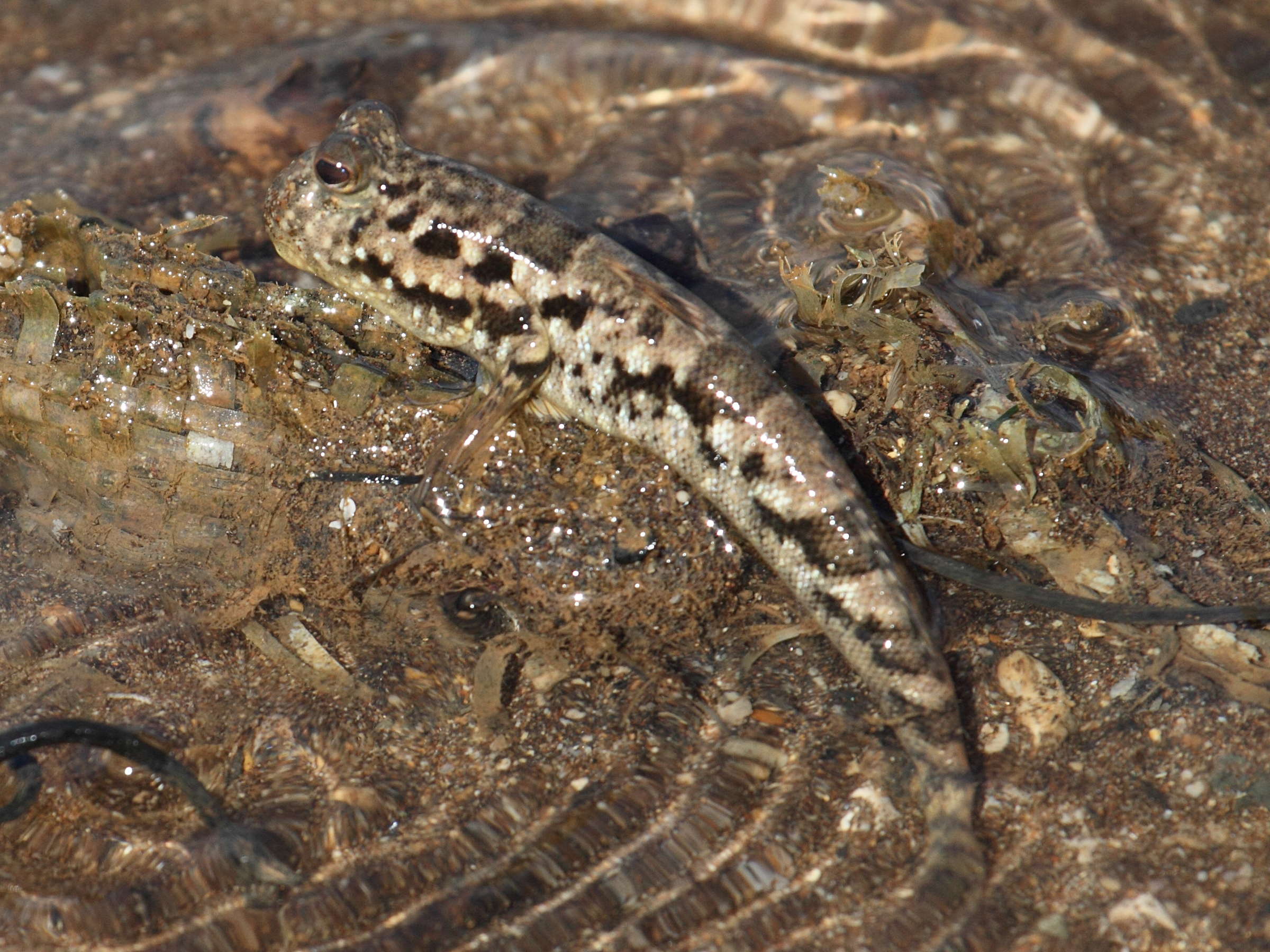 Afficher le média periophthalmus_argentilineatus3bd periophthalmus_argentilineatus3bd
