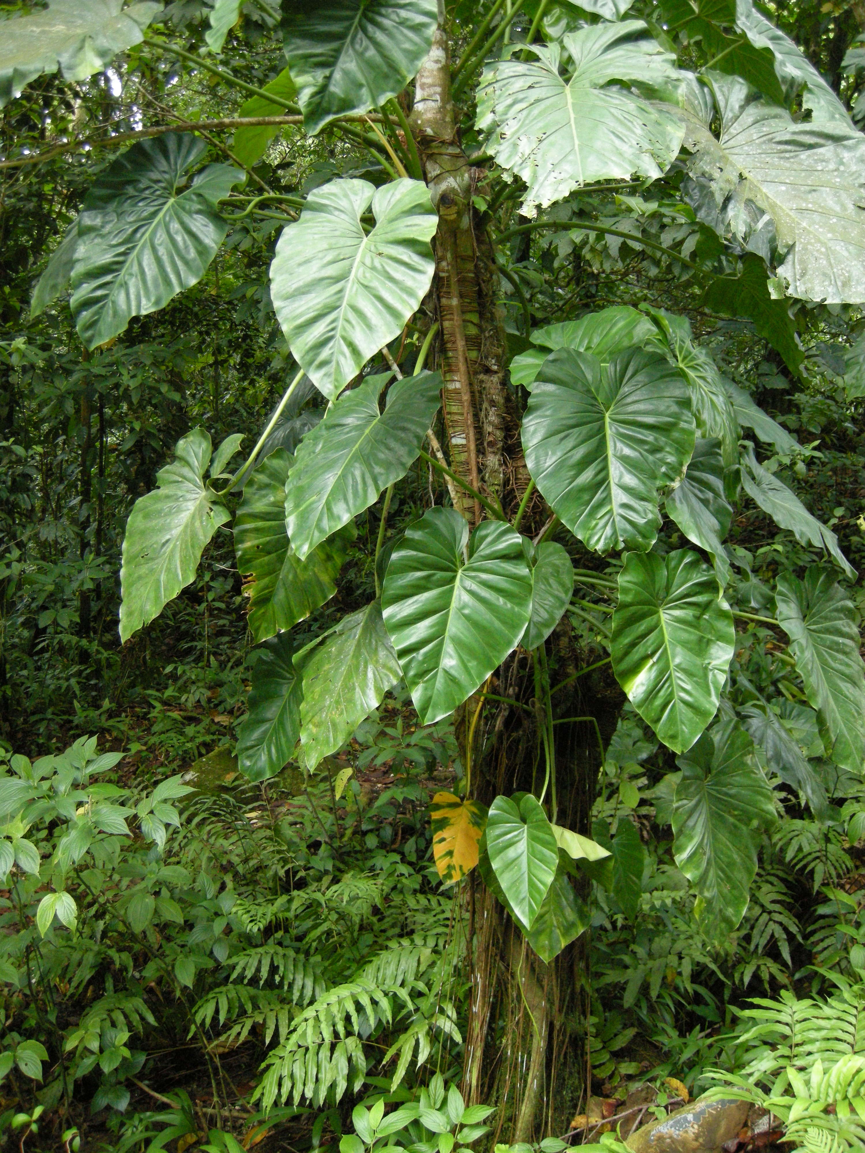 philodendron_giganteum3md