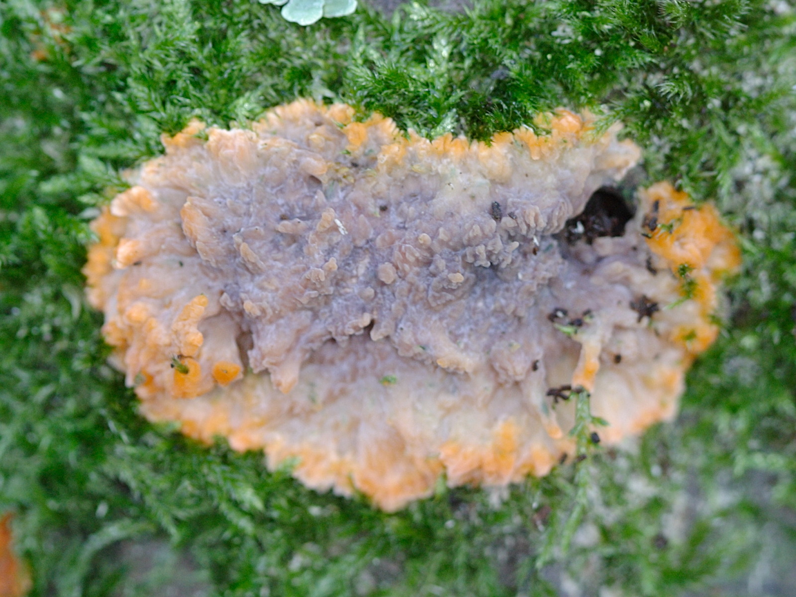 Afficher le média phlebia_merismoides1md phlebia_merismoides1md