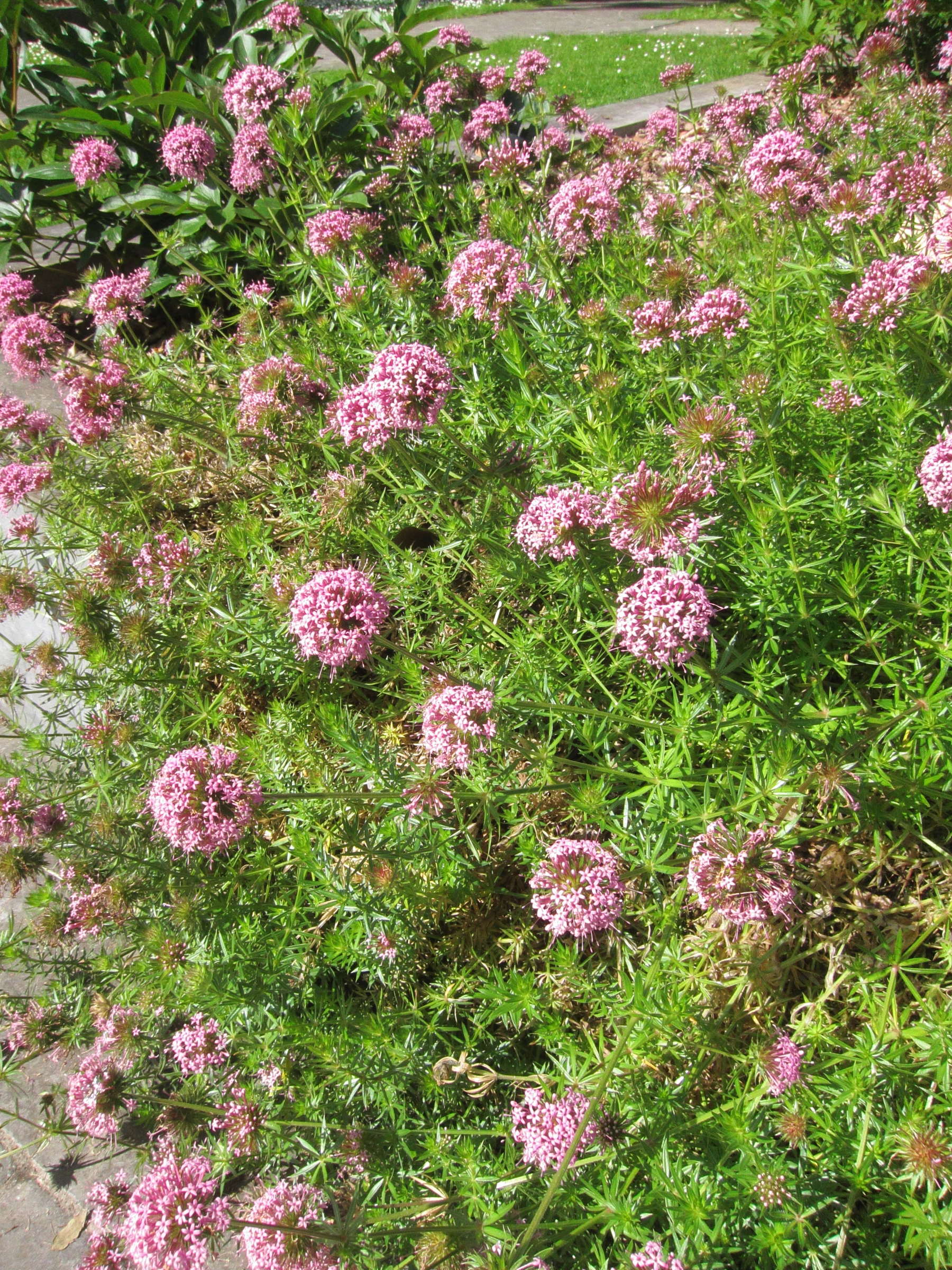 Afficher le média phuopsis_stylosa1bd phuopsis_stylosa1bd