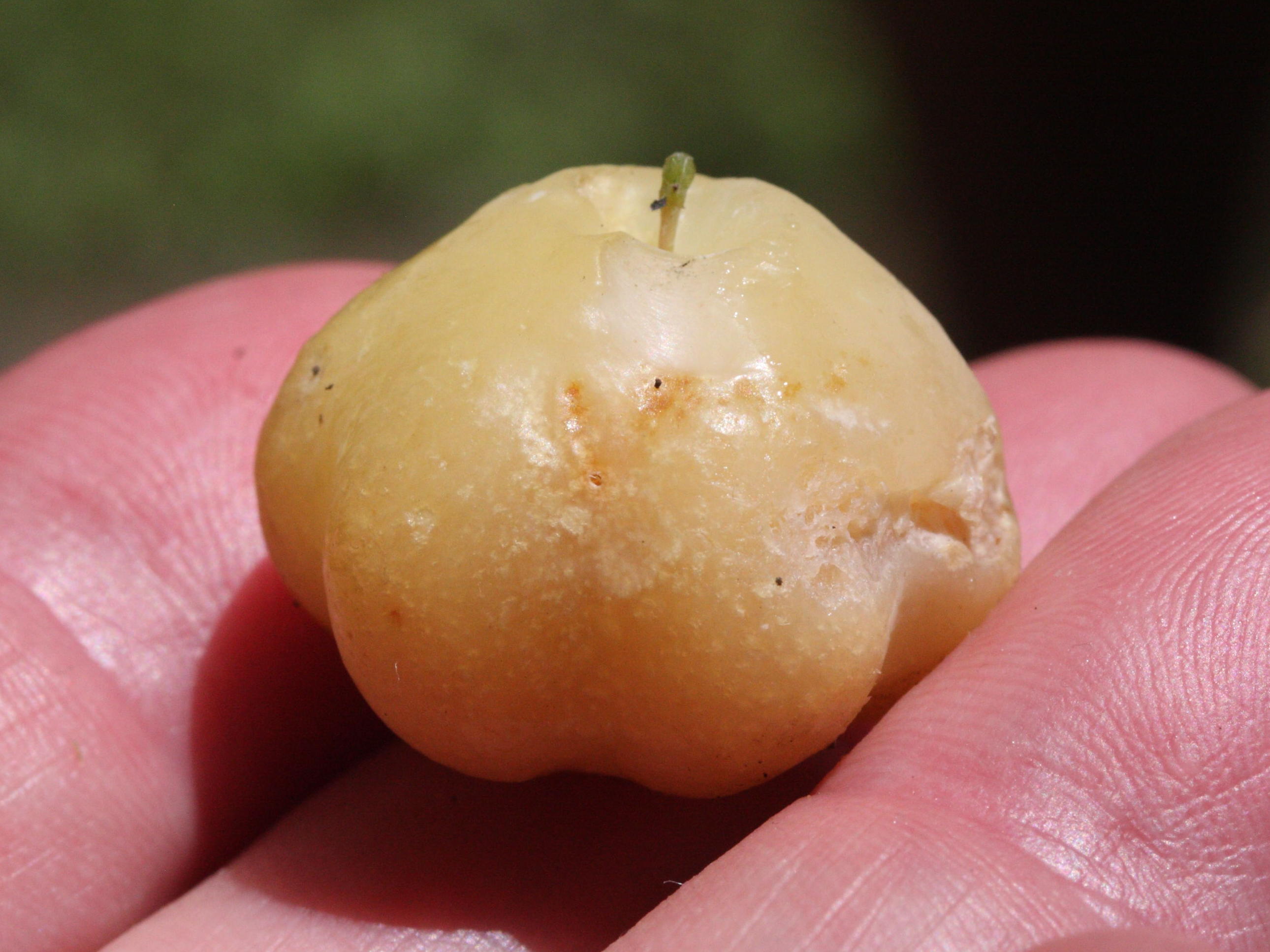 phyllanthus_acidus6md