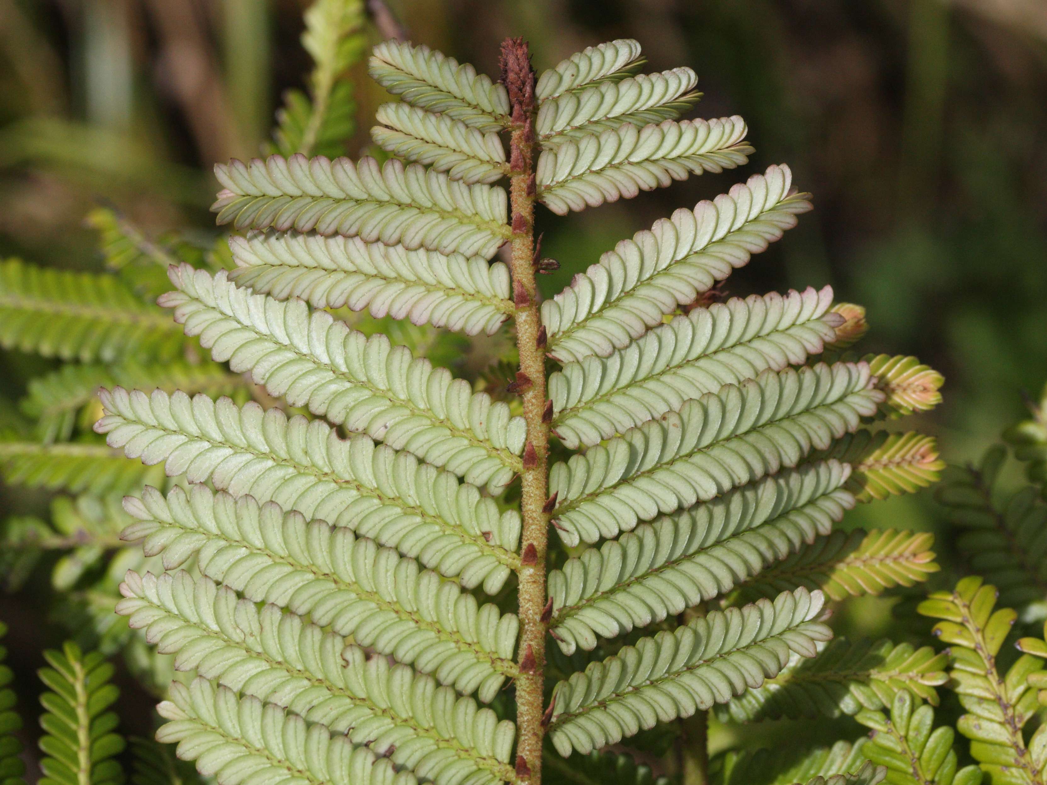 phyllanthus_mimosoides1md