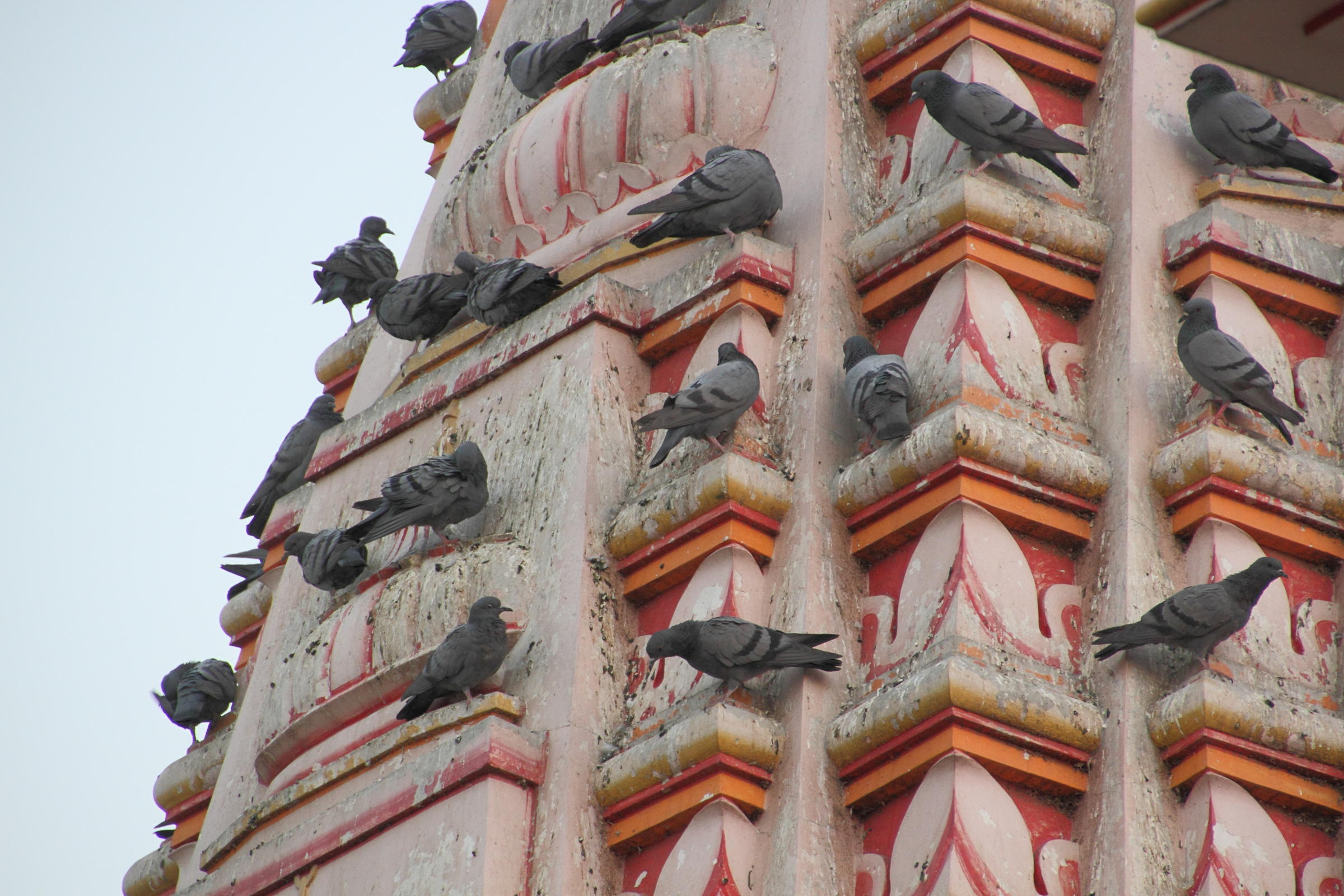 pigeon_biset_urbain_-_columba_livia2md