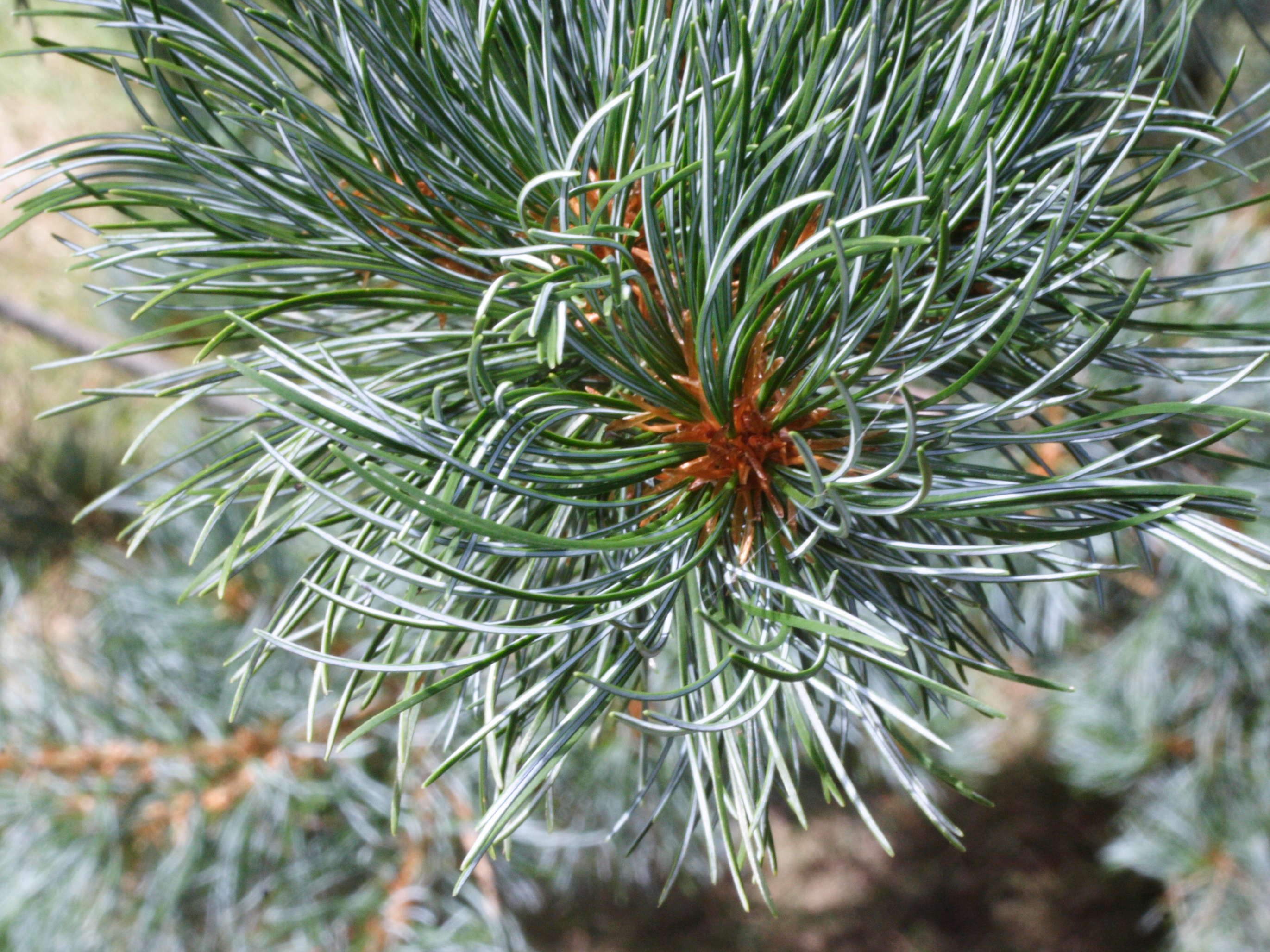 pinus_parviflora2md