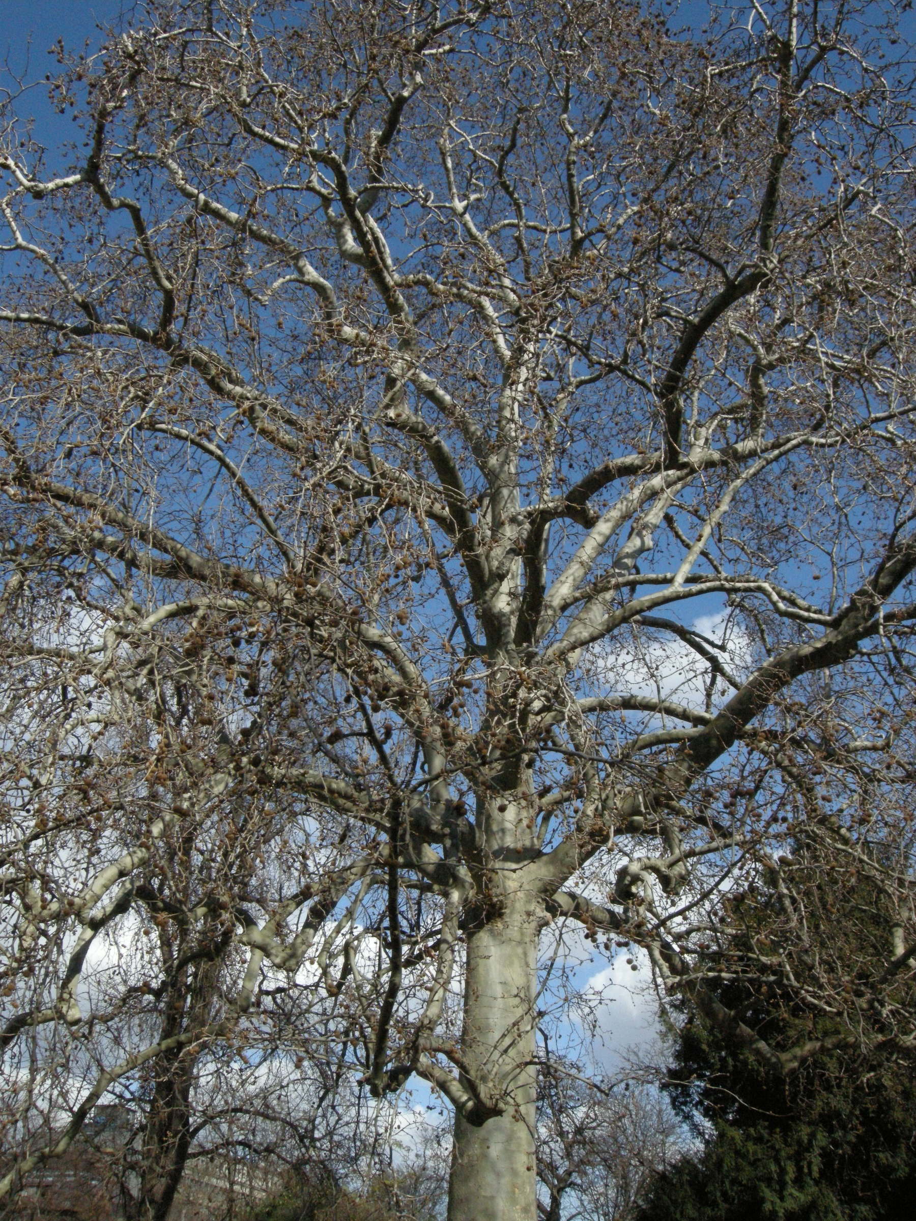 platanus_orientalis1md
