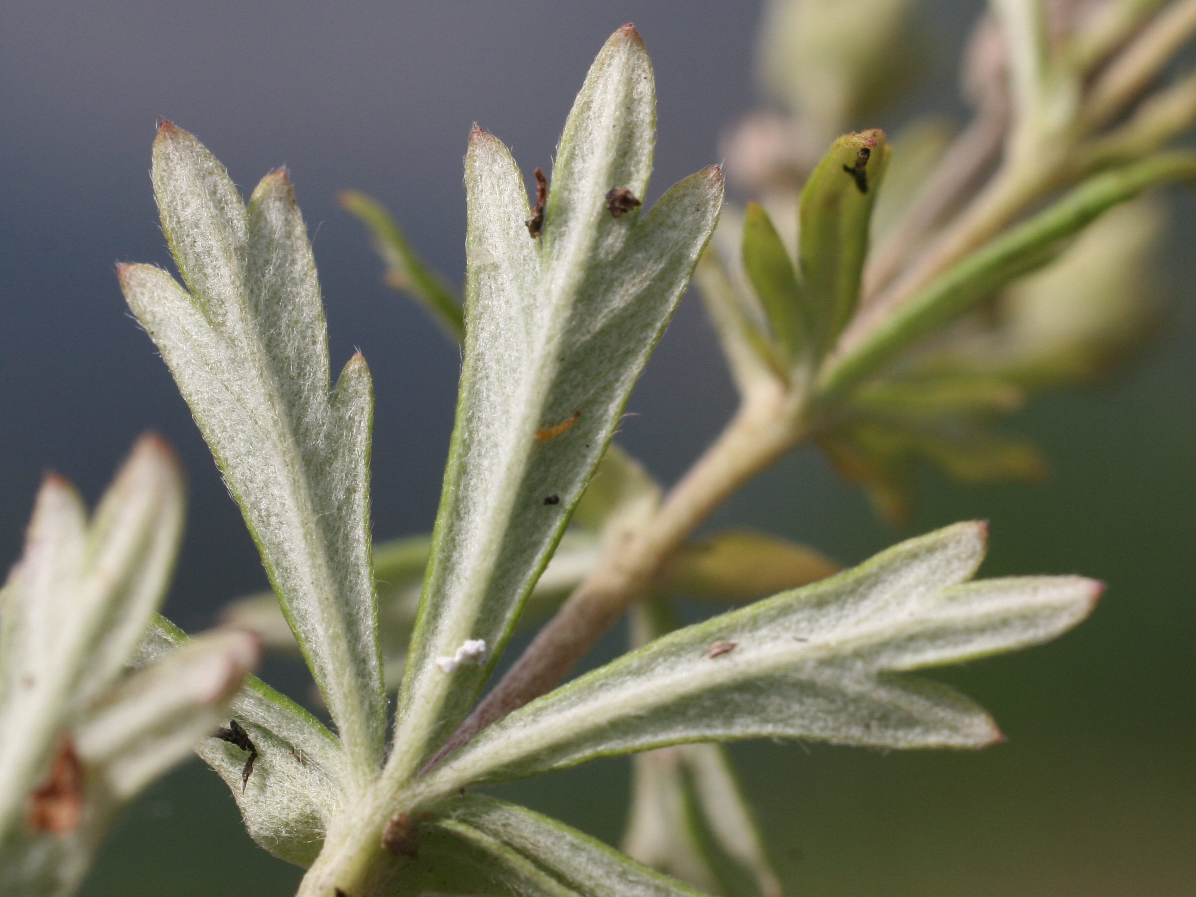 potentilla_inclinata3md