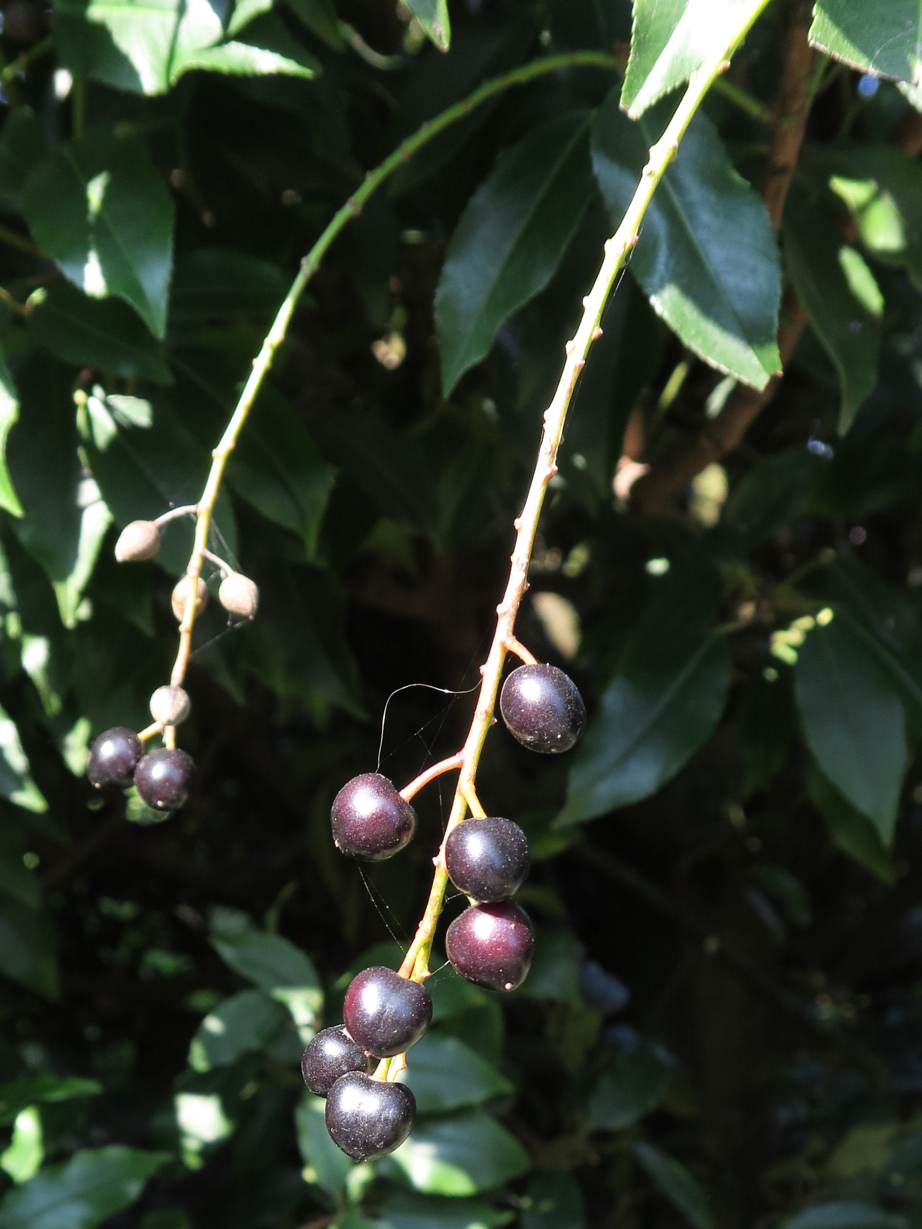 Afficher le média prunus_lusitanica4md prunus_lusitanica4md