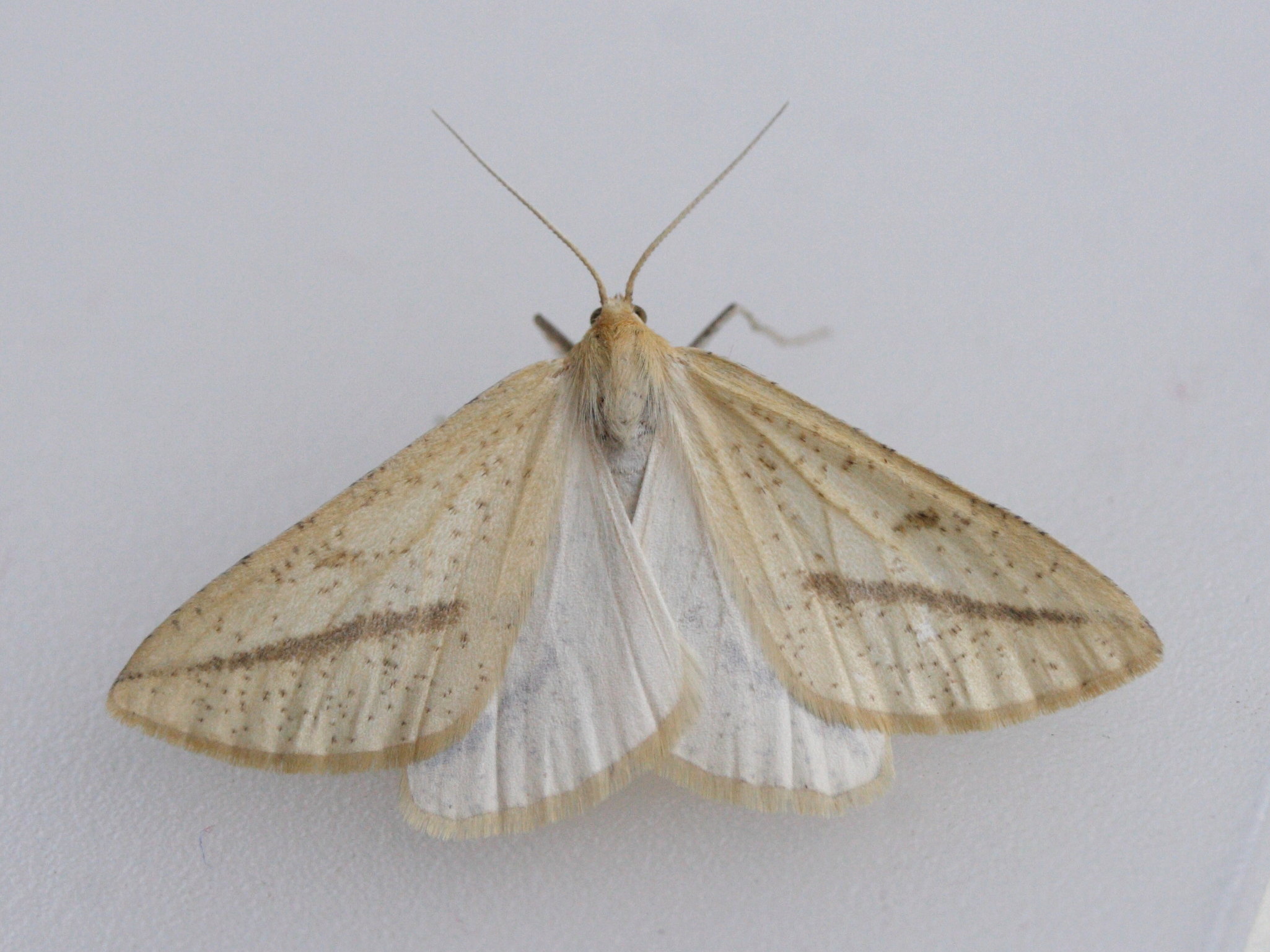 rhodometra_sacraria2md