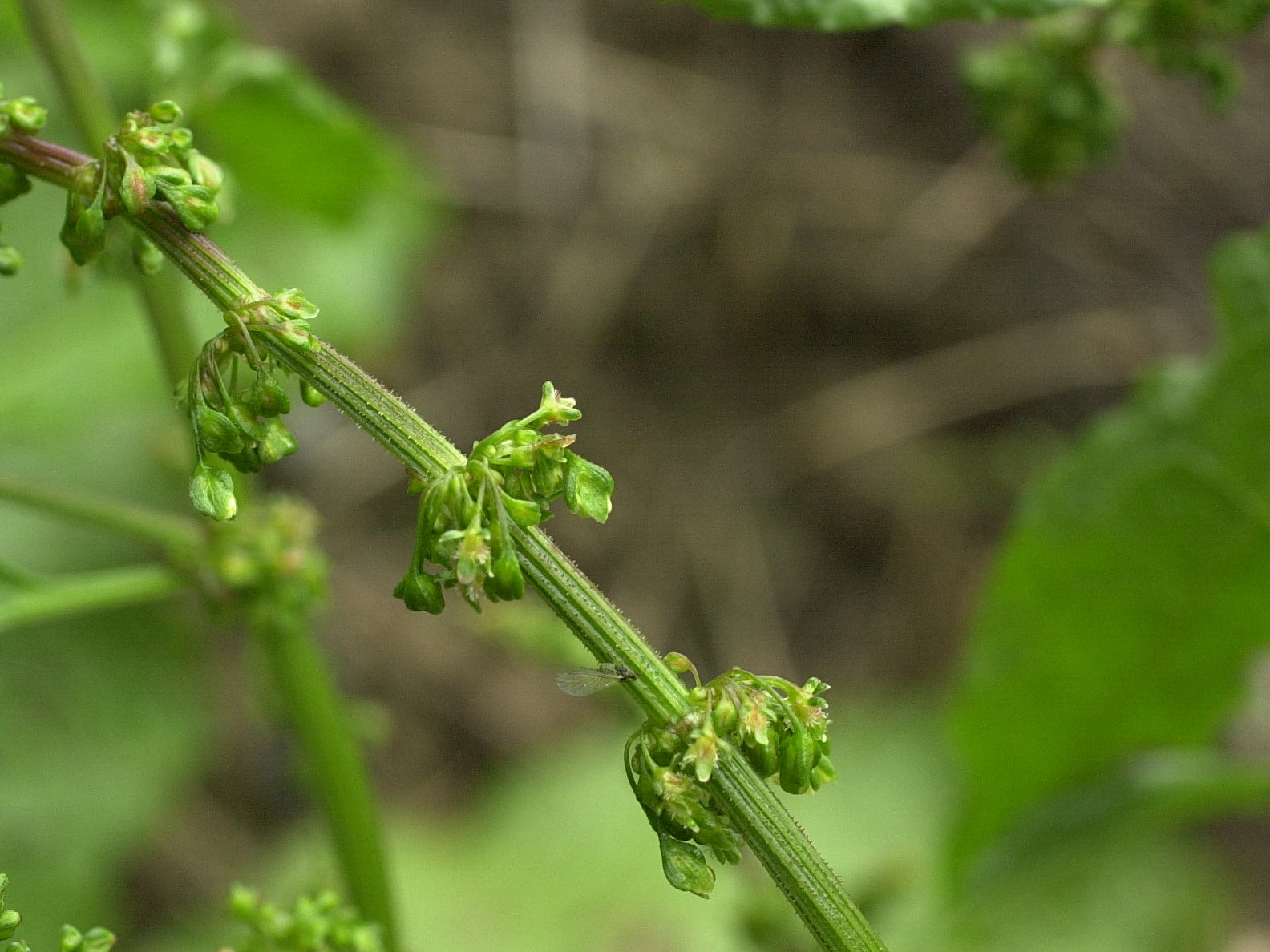 rumex_crispus2md