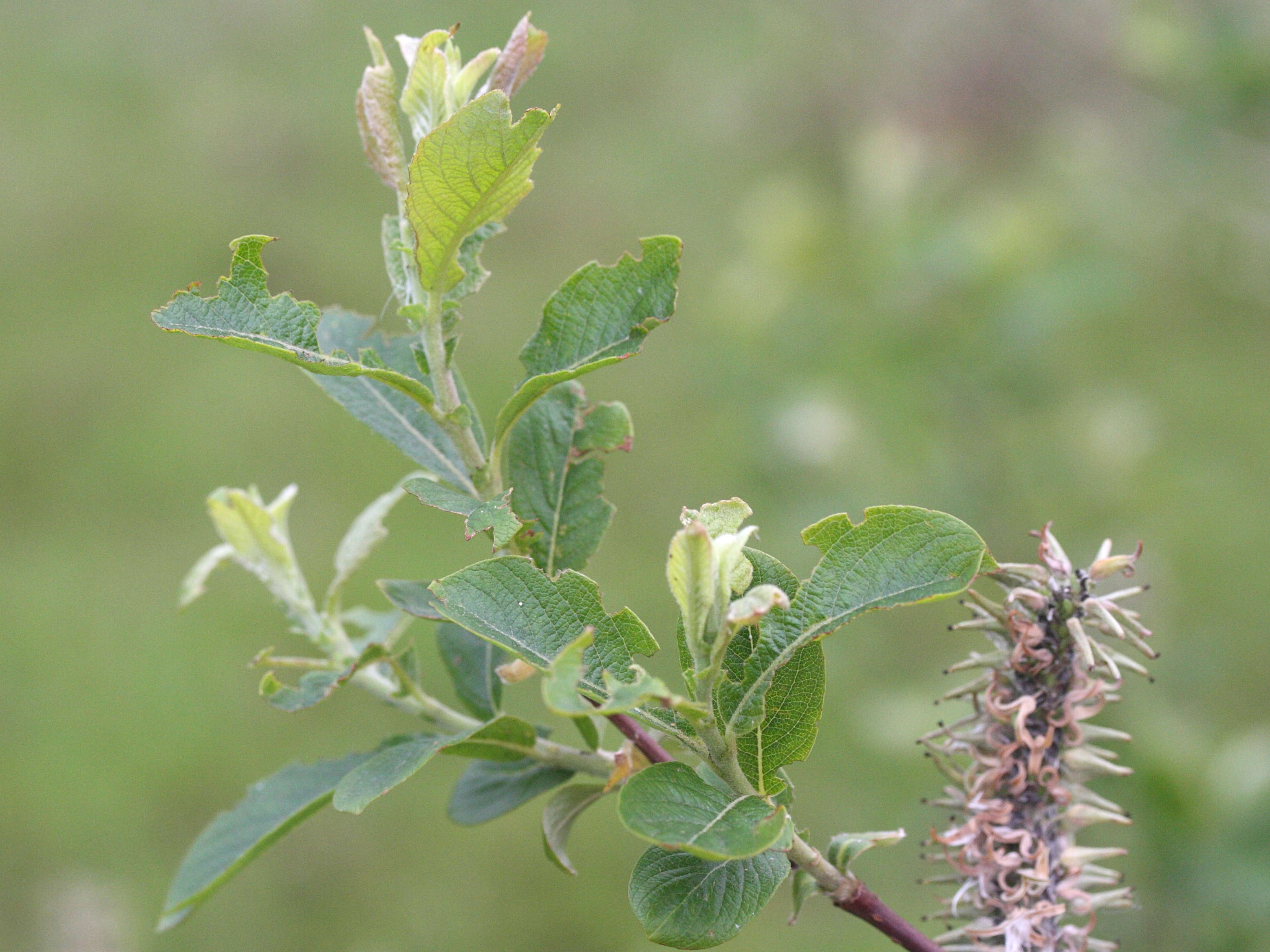 salix_cinerea3md