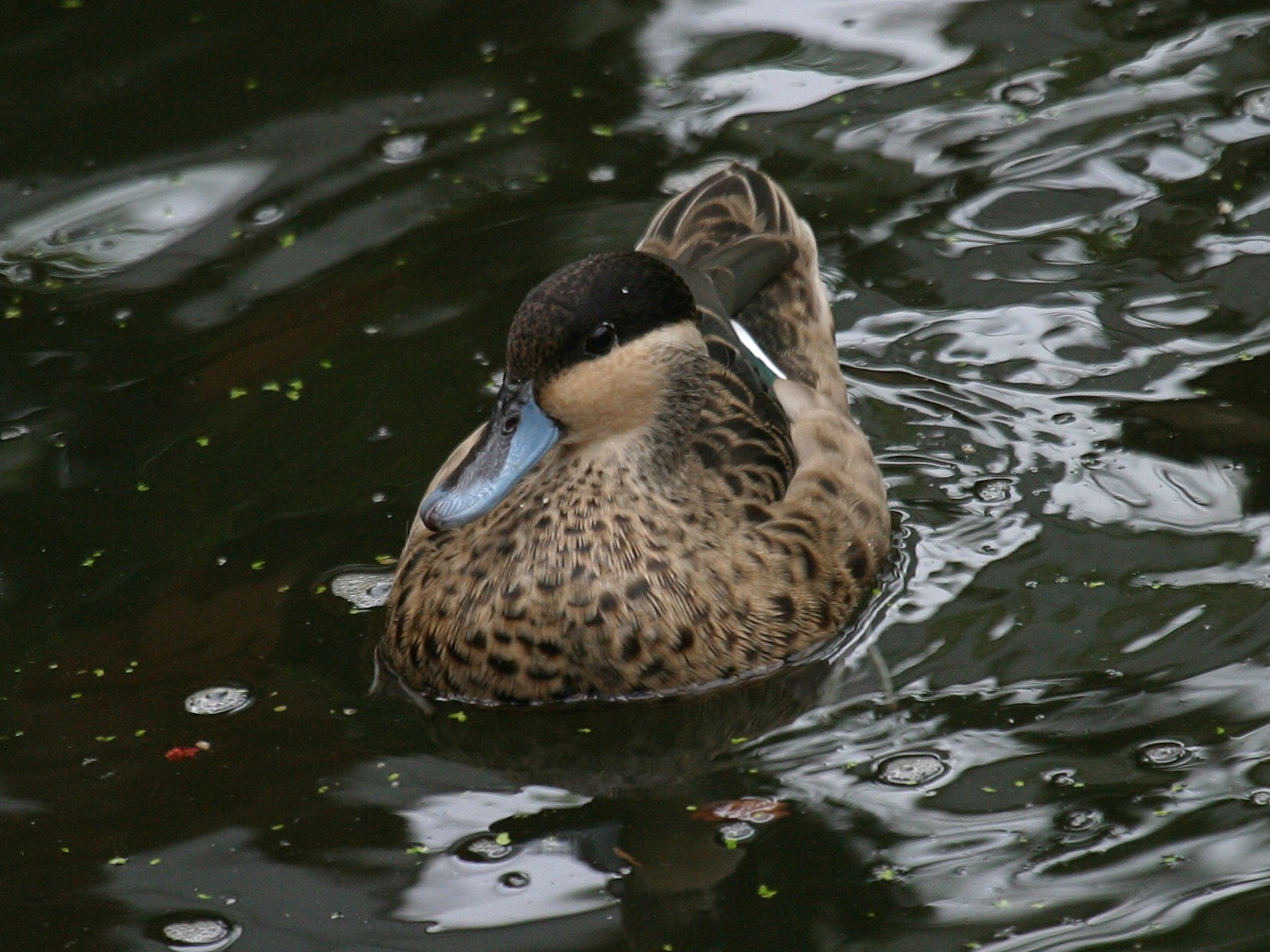 sarcelle_hottentote_-_anas_hottentota3bd