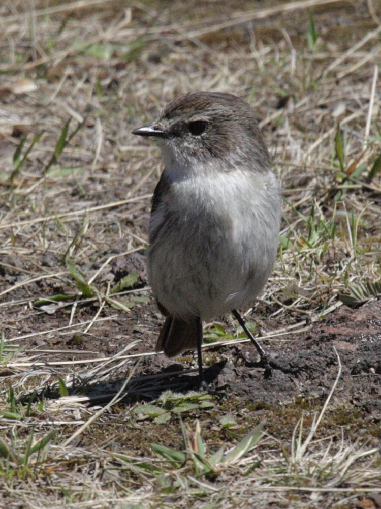 Afficher le média Saxicola_tectes Saxicola_tectes
