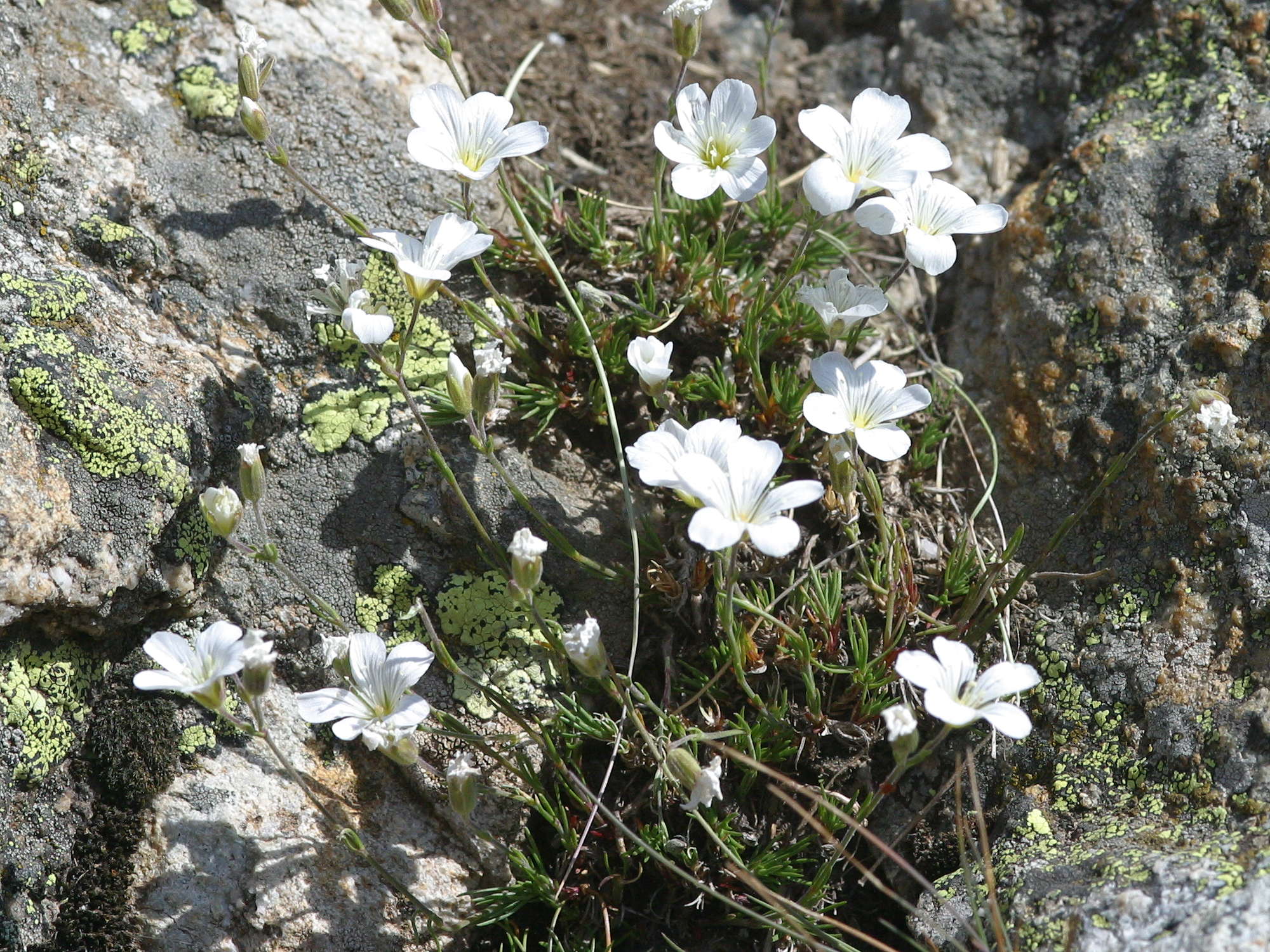 Afficher le média saxifraga_diapensoides1md saxifraga_diapensoides1md