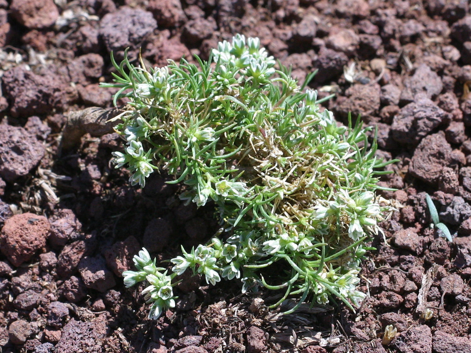 Afficher le média scleranthus_perennis4md scleranthus_perennis4md