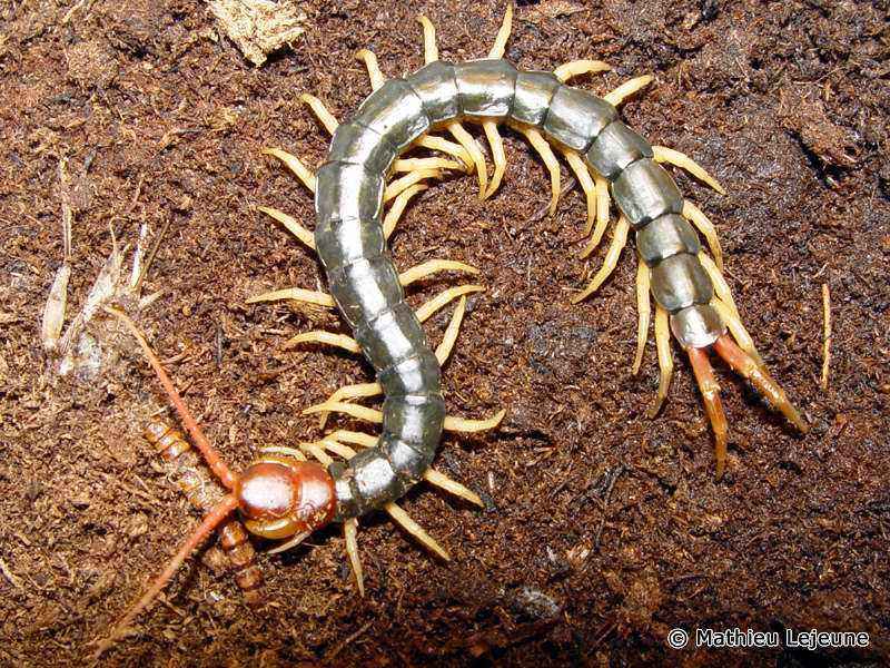 scolopendra_subspinipes1ml