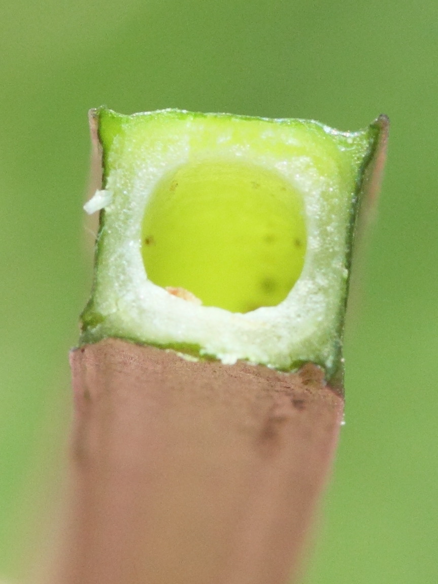 scrophularia_auriculata6md