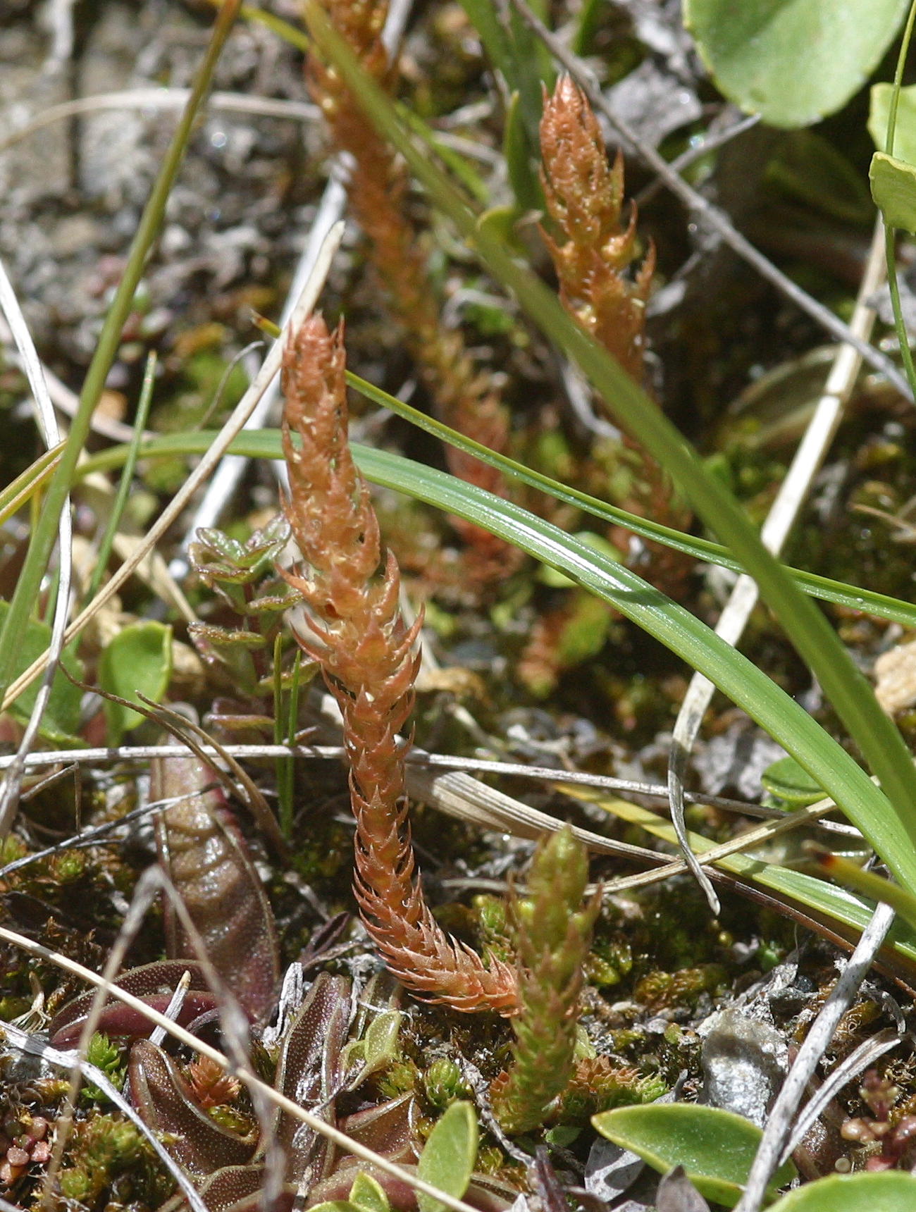 Selaginella_selaginoides