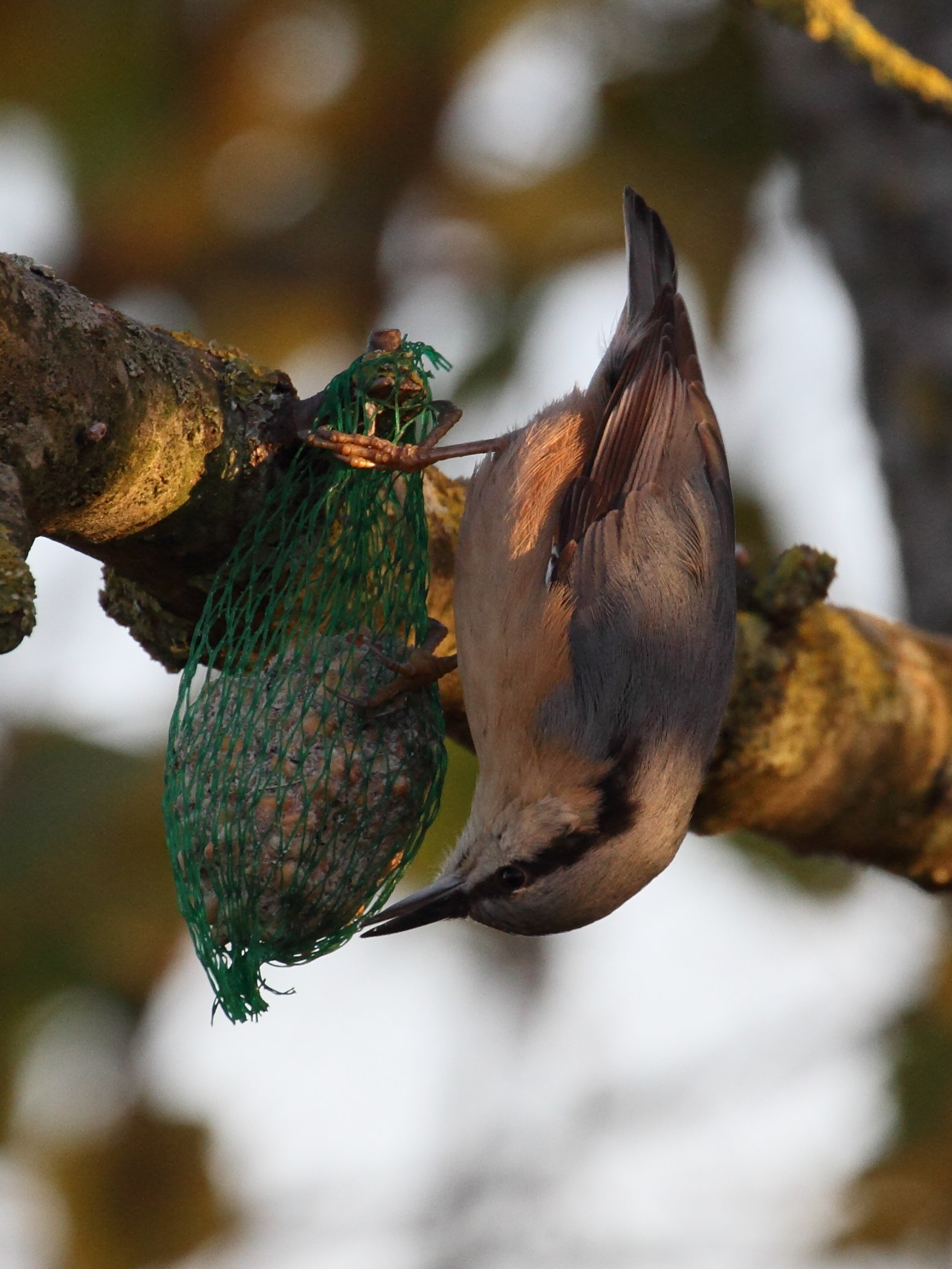 sittelle_torchepot_-_sitta_europaea3md