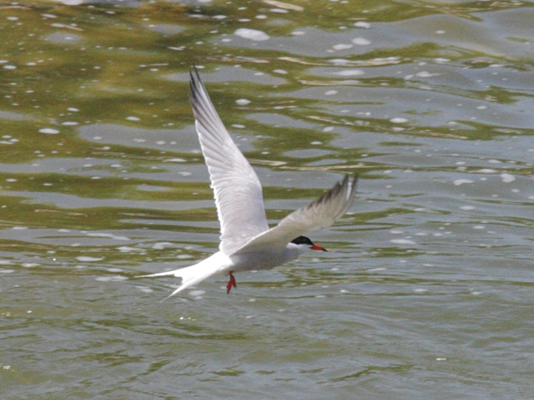 sterne_pierregarin_-_sterna_hirundo4bd