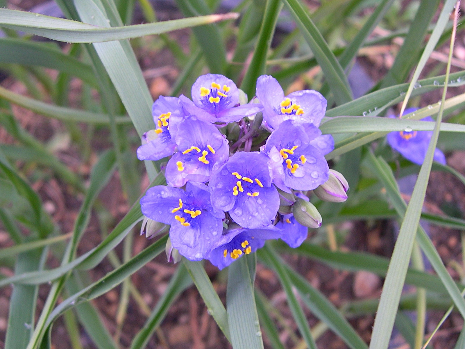 Tradescantia_ohiensis