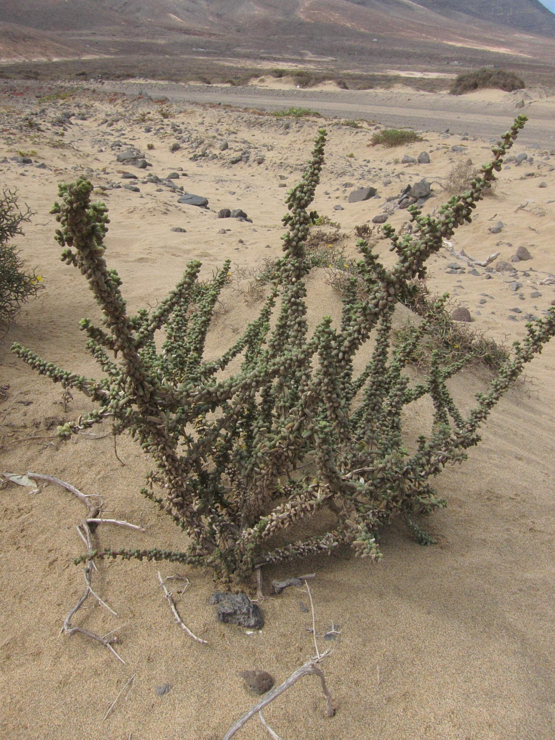 traganum_moquinii4bd