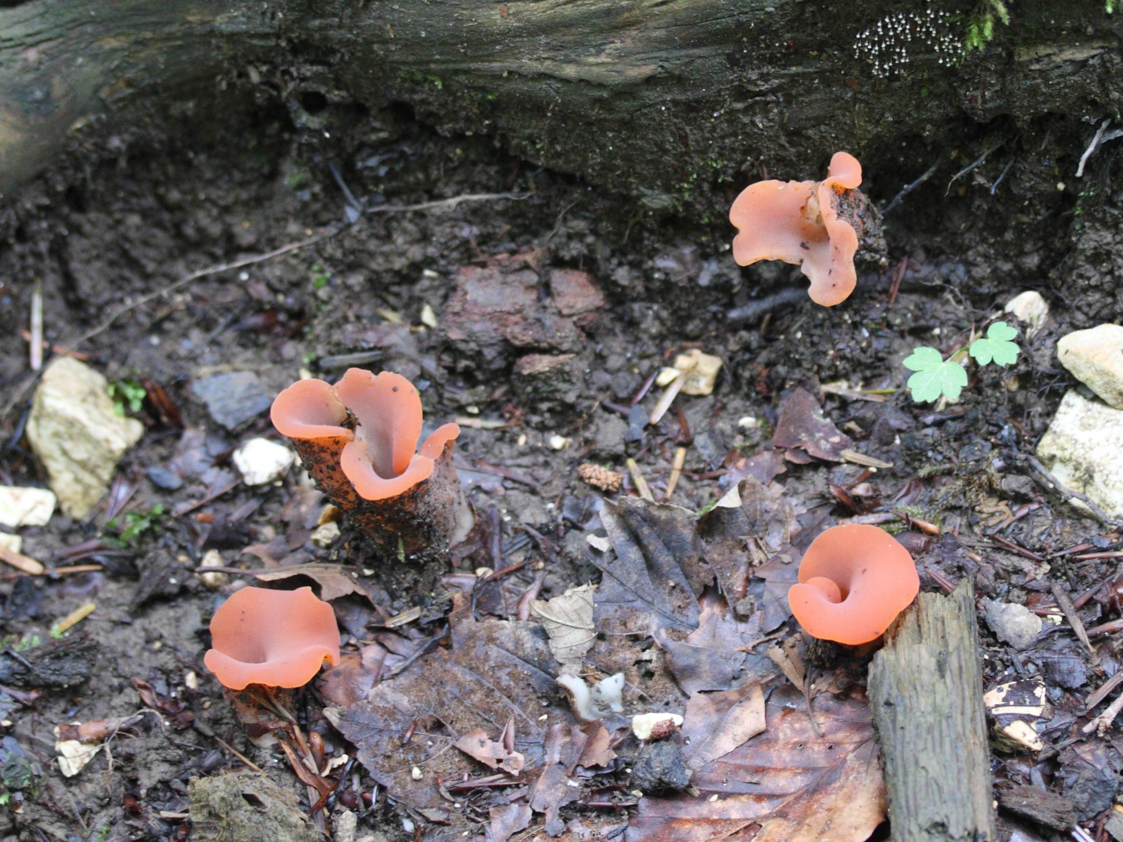 tremiscus_helvelloides1md