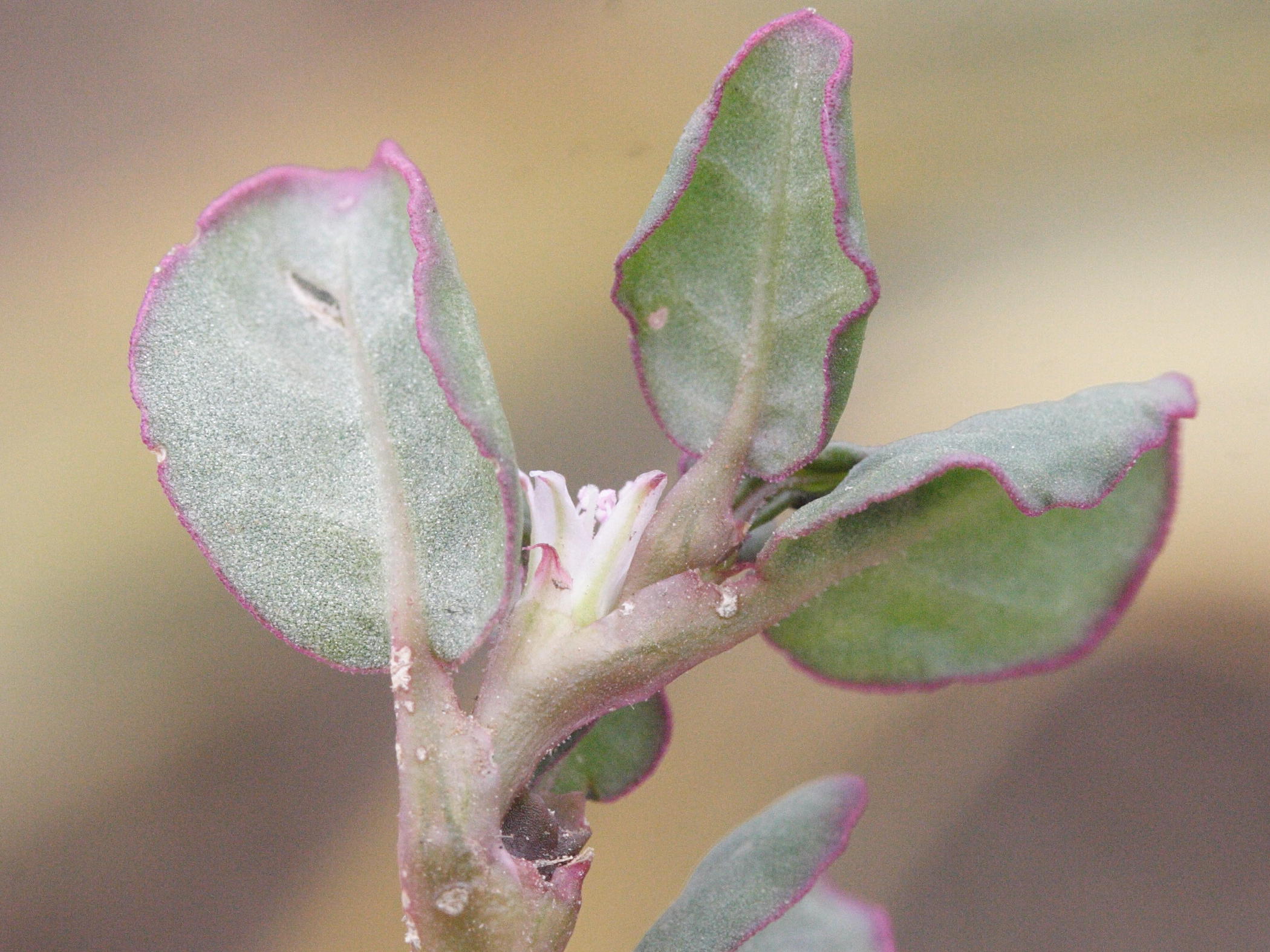 trianthema_portulacastrum3md