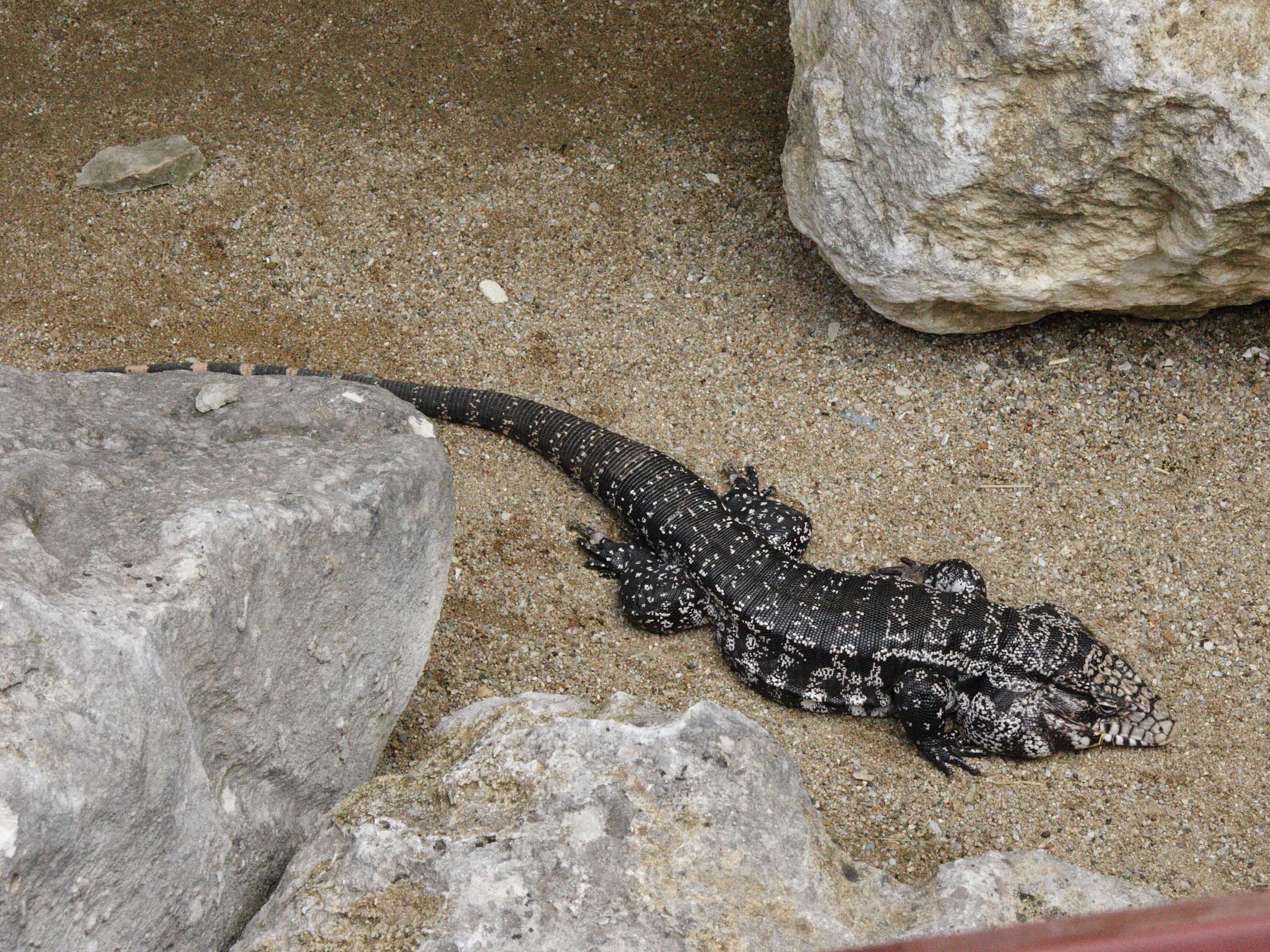 Afficher le média tupinambis_merianae1md tupinambis_merianae1md