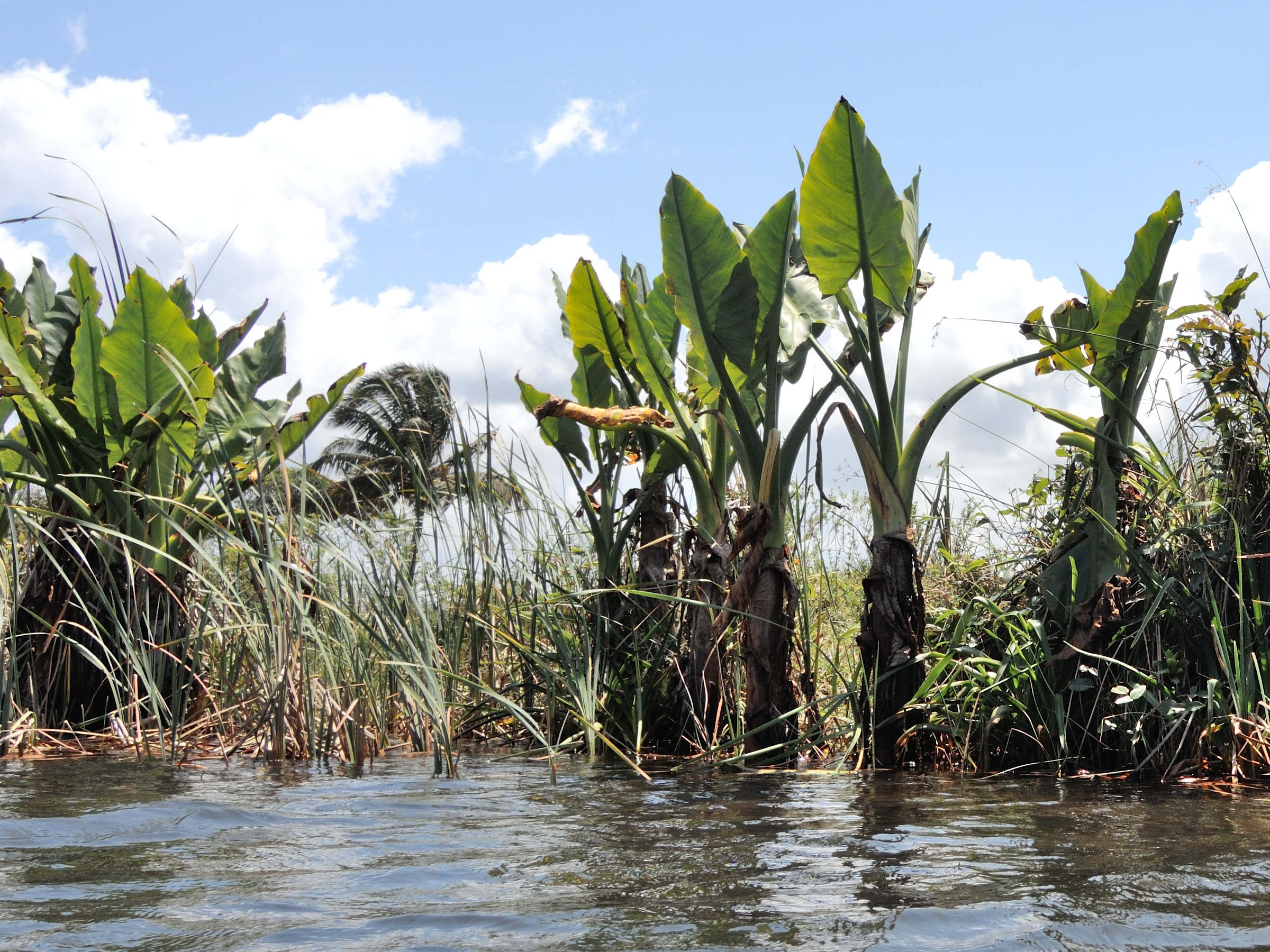 typhonodorum_lindleyanum3md