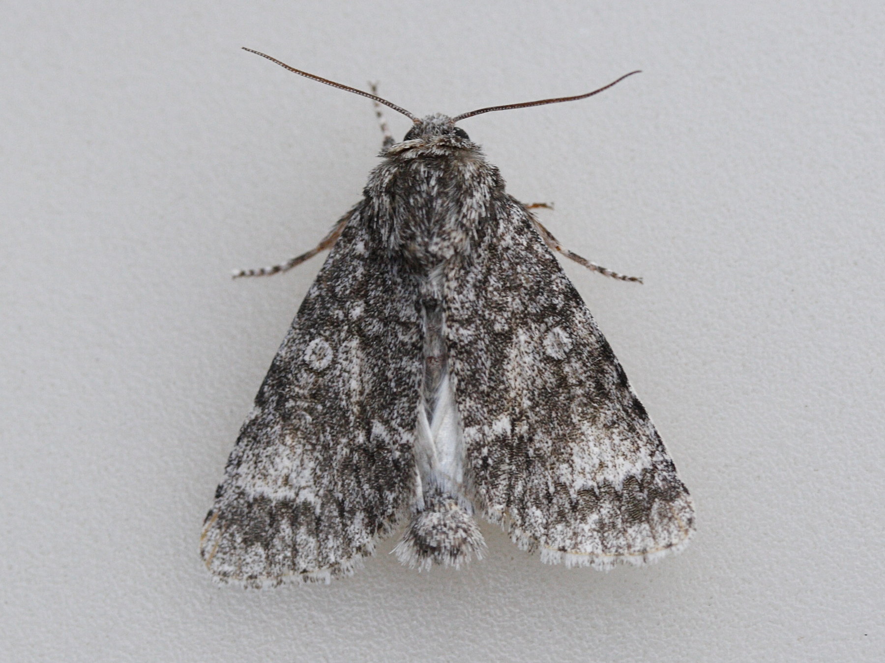 acronicta_auricoma2md