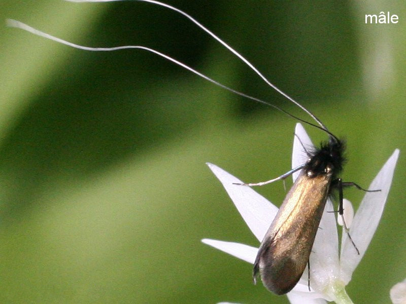 adela_reaumurella2md