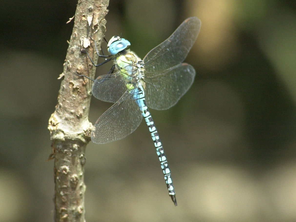 Aeshna_affinis