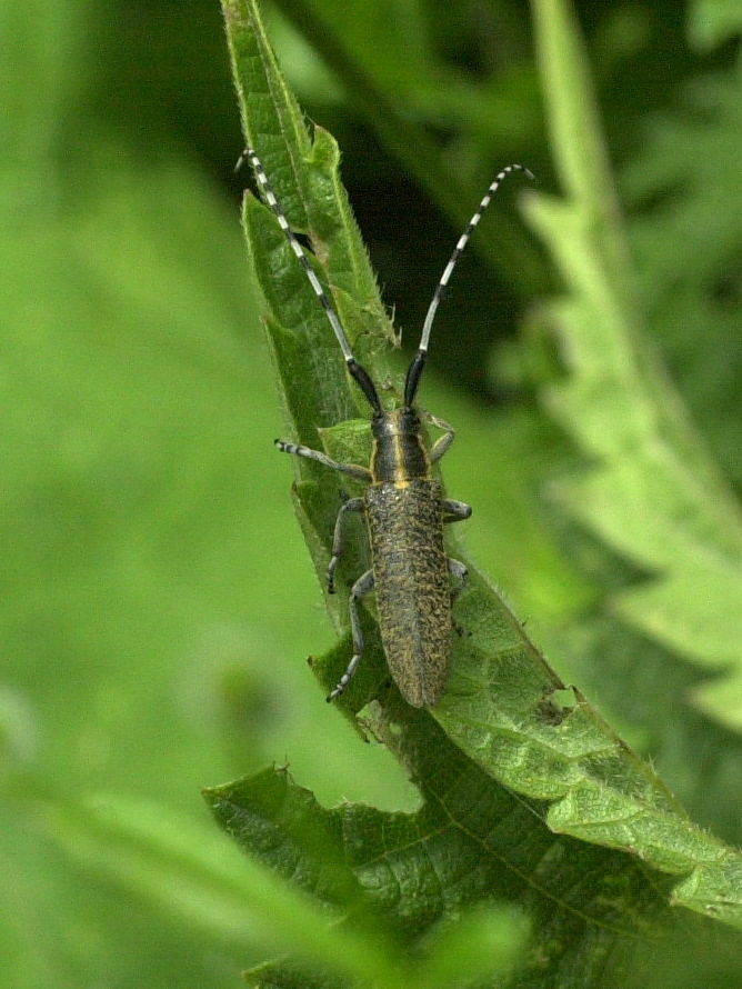 Afficher le média agapanthia_villosoviridescens1md agapanthia_villosoviridescens1md