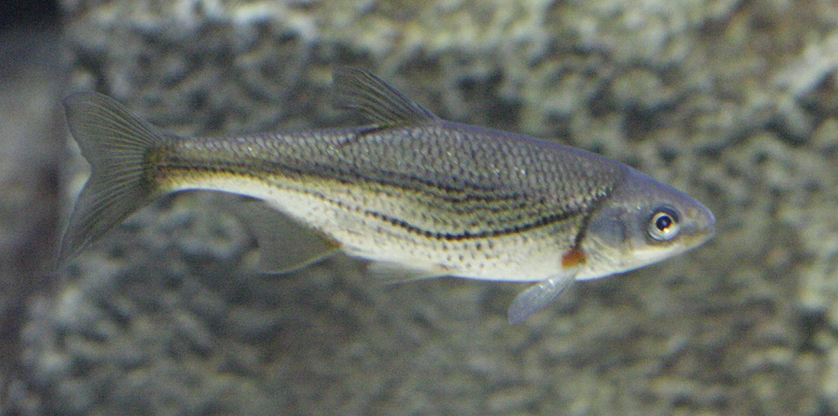 alburnoides_bipunctatus1bd