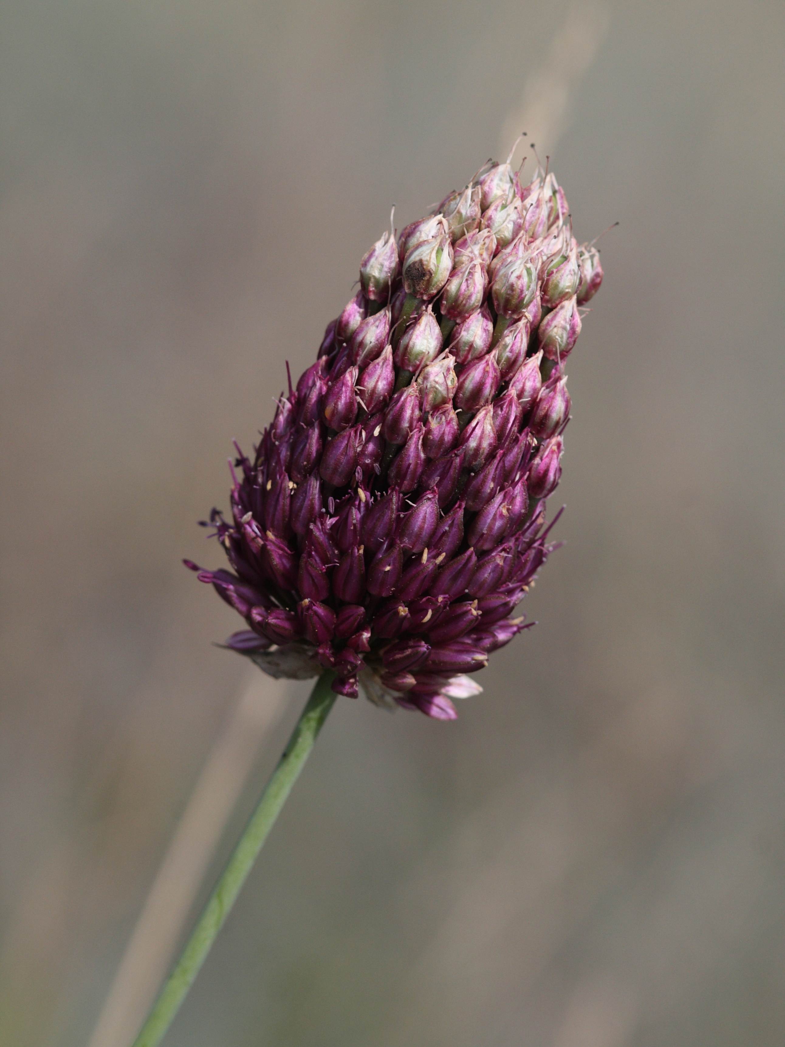 allium_sphaerocephalon6bd